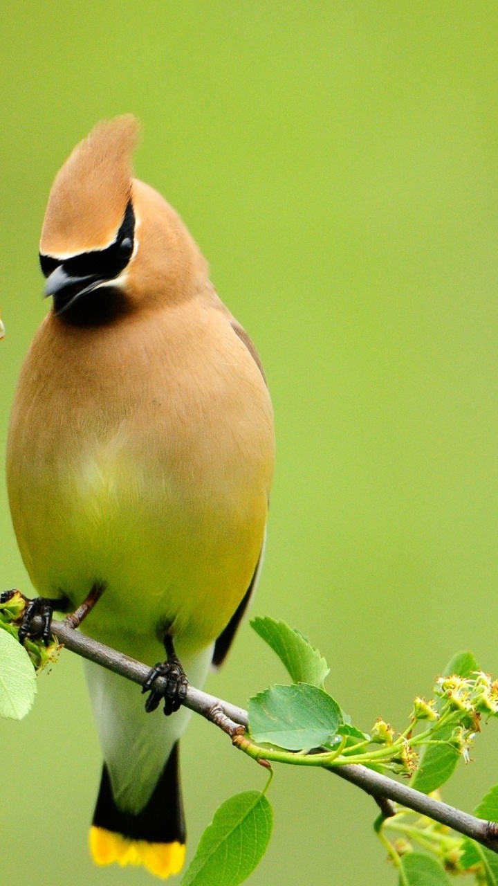 Yellow and Black Bird on Tree Branch. Wallpaper in 720x1280 Resolution