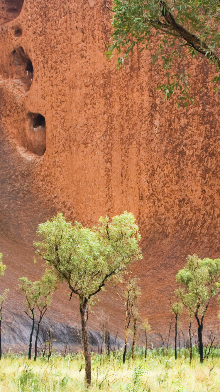 Grünes Gras Neben Brauner Wand. Wallpaper in 750x1334 Resolution