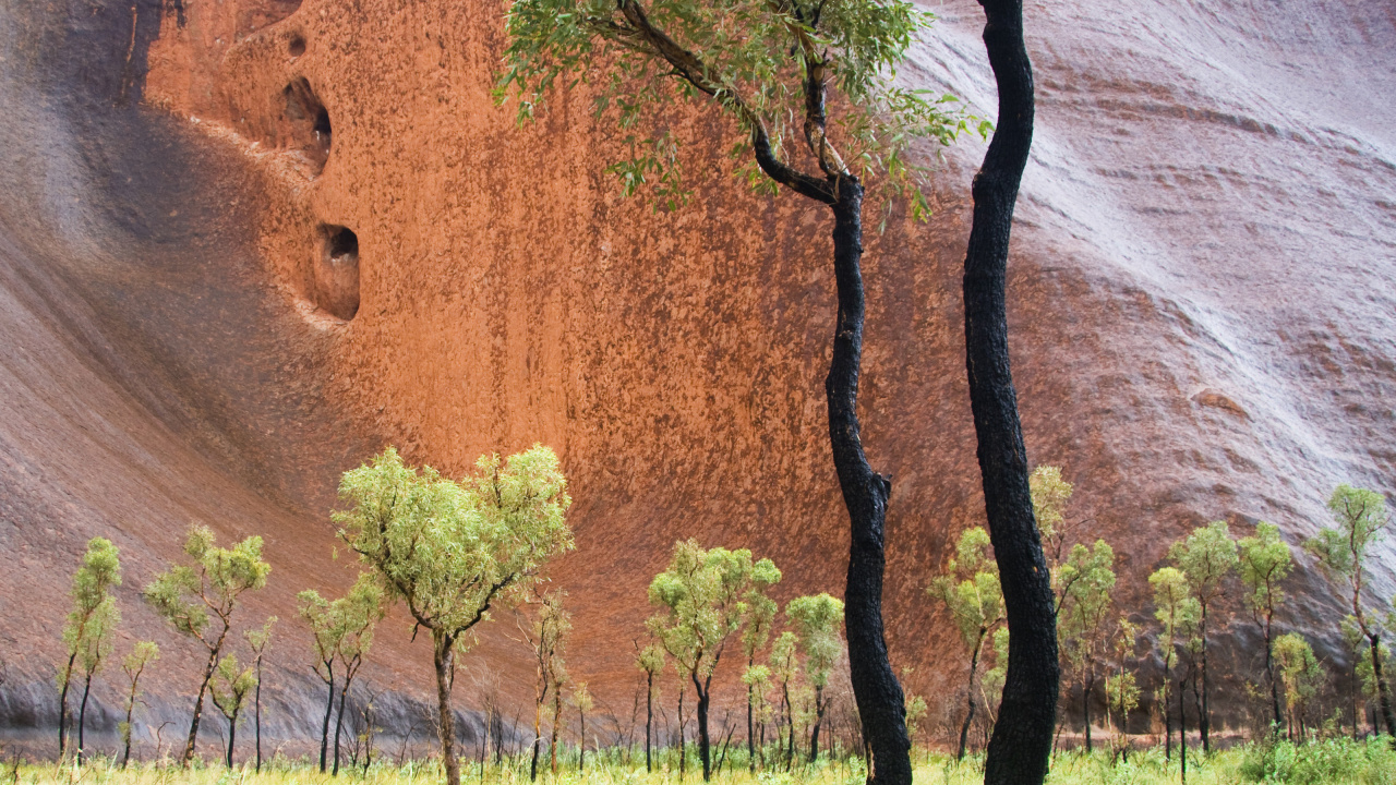 Green Grass Beside Brown Wall. Wallpaper in 1280x720 Resolution