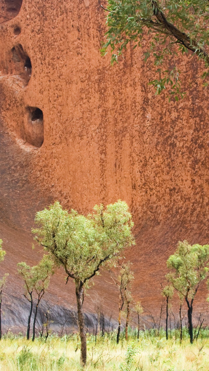 Green Grass Beside Brown Wall. Wallpaper in 720x1280 Resolution