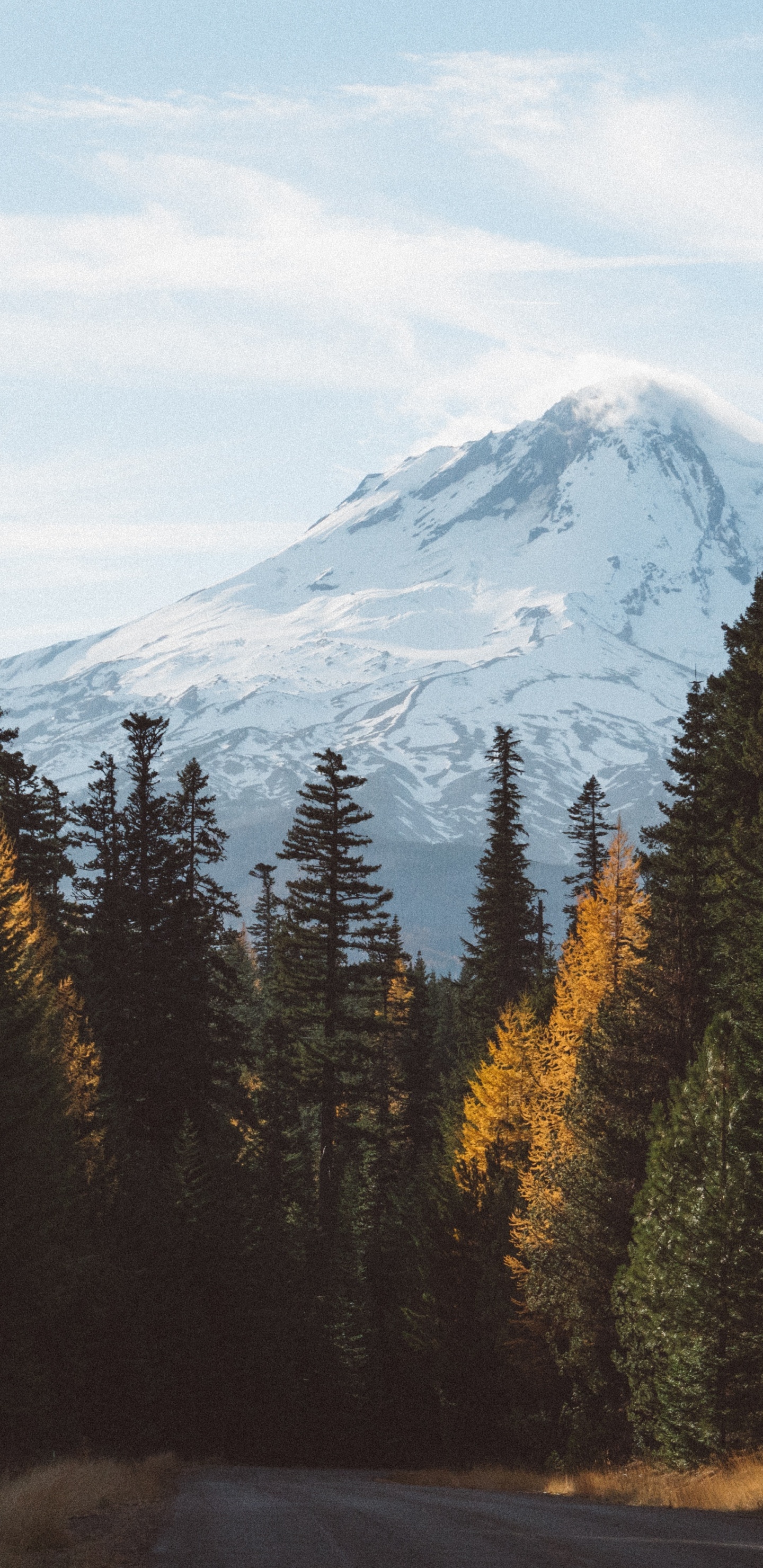 森林, 性质, 荒野, 多山的地貌, 山脉 壁纸 1440x2960 允许