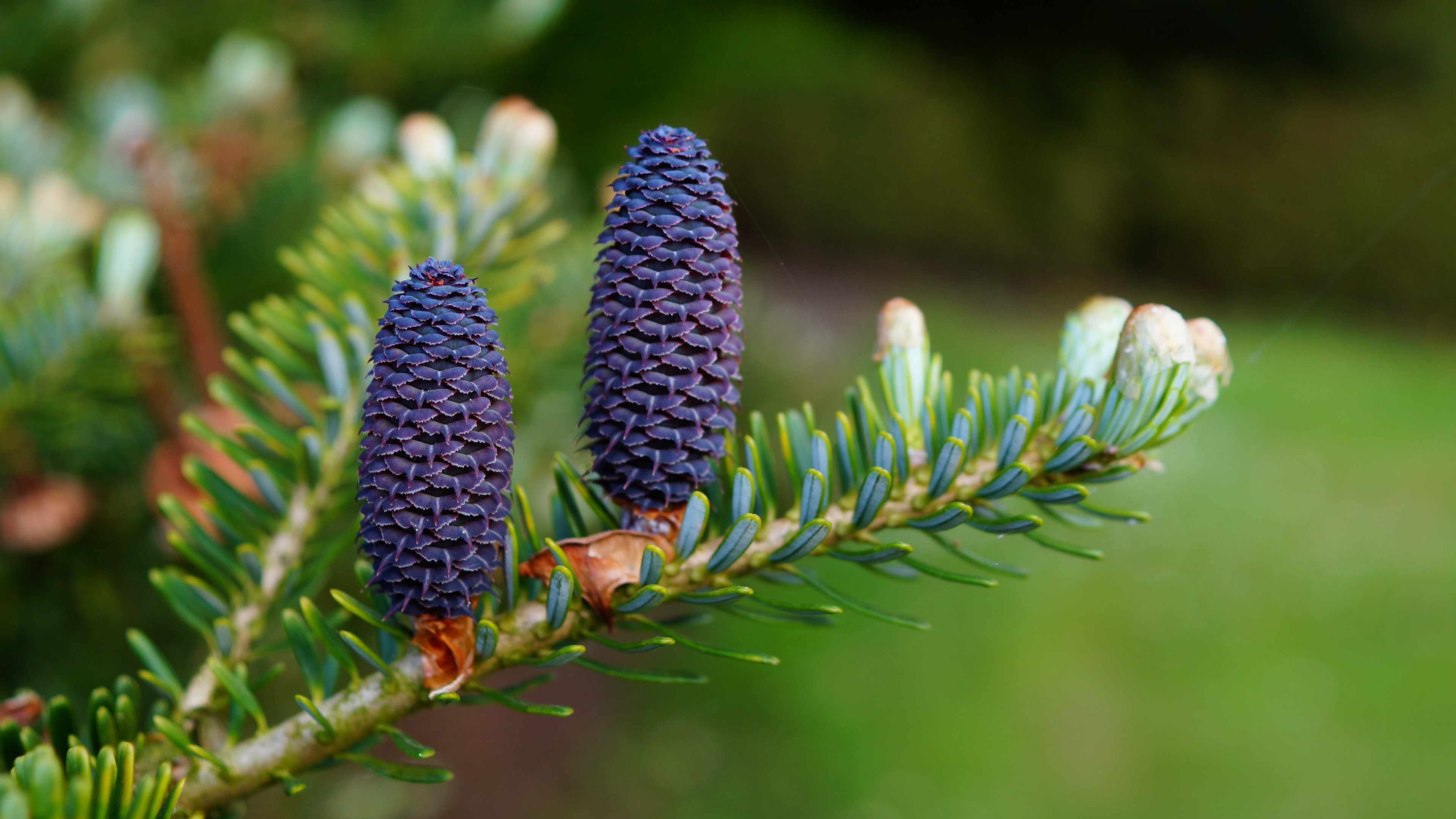 Blue Pine Cones, Conifer Cone, Fir, Pine, Conifers. Wallpaper in 3840x2160 Resolution