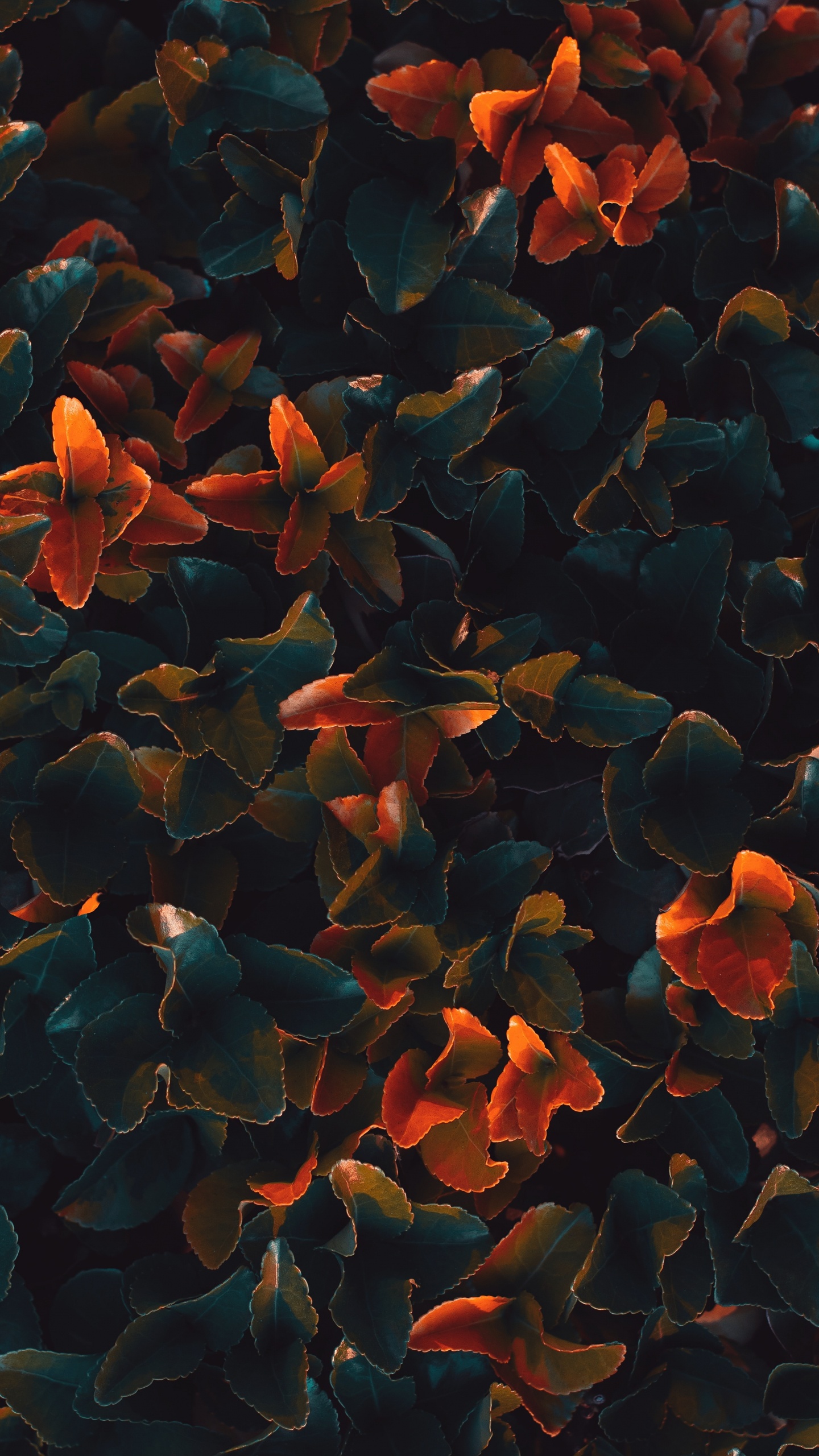 Blaue Und Orange Blütenblätter. Wallpaper in 1440x2560 Resolution