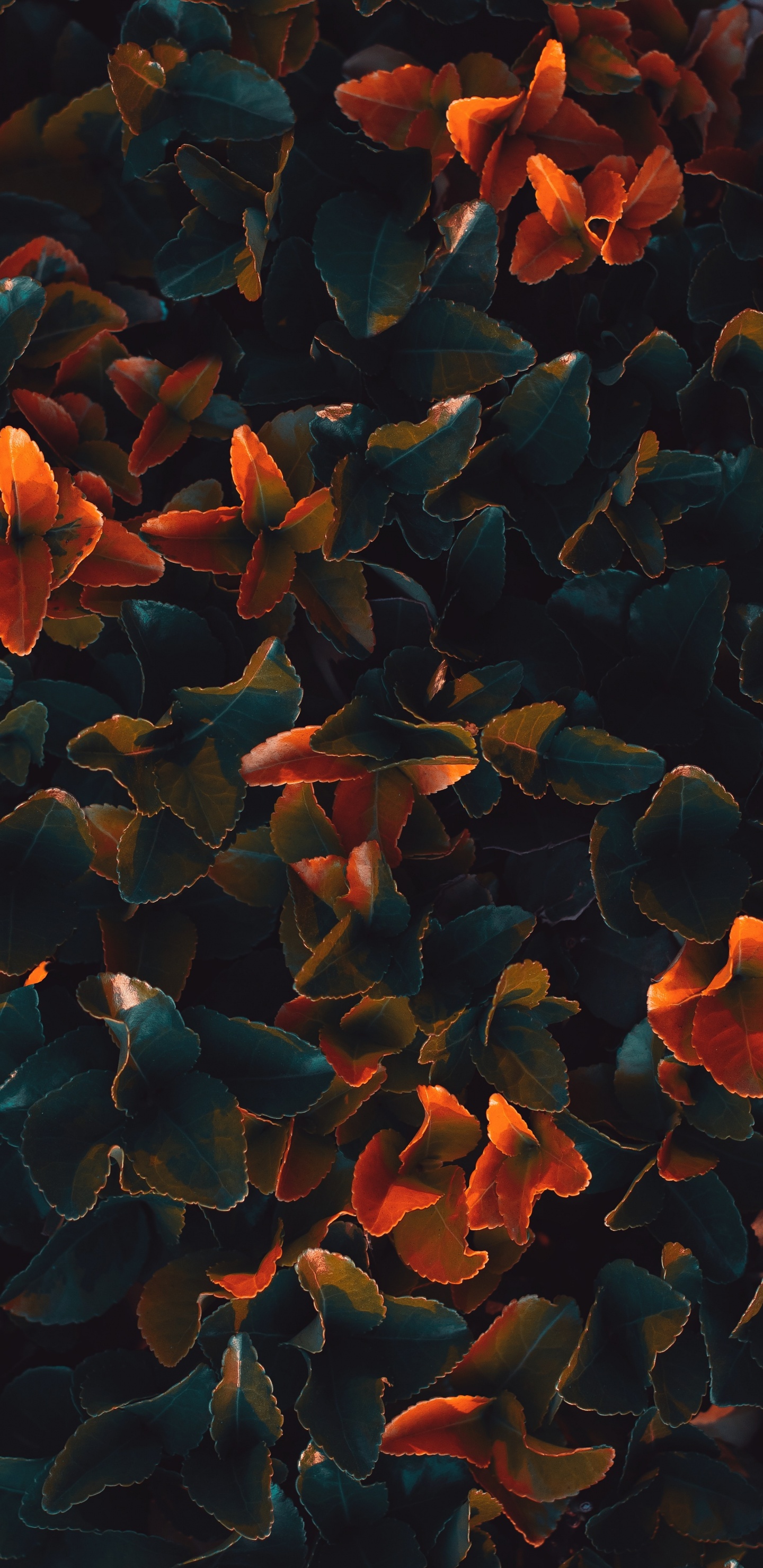 Pétales de Fleurs Bleues et Oranges. Wallpaper in 1440x2960 Resolution