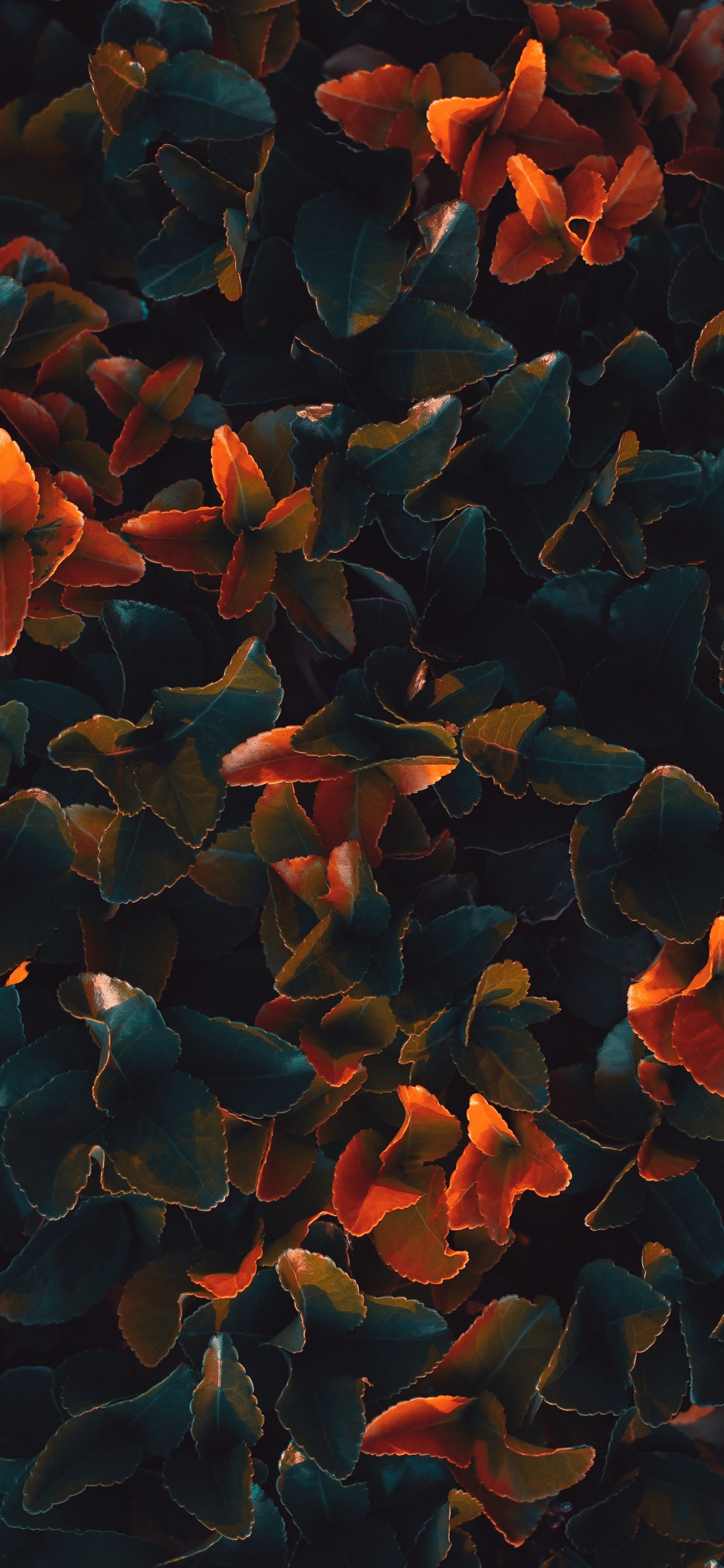 Pétalos de Flores Azules y Naranjas. Wallpaper in 1242x2688 Resolution