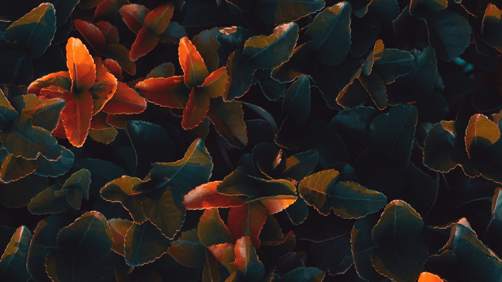Blue and Orange Flower Petals. Wallpaper in 1920x1080 Resolution