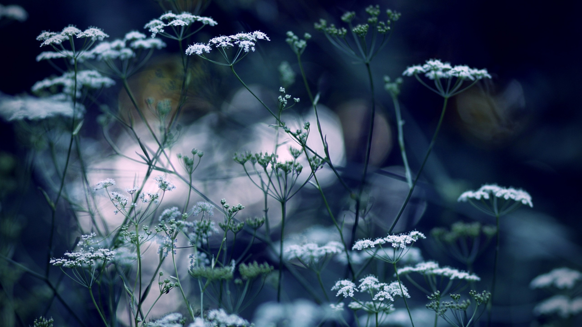White Flowers With Green Leaves. Wallpaper in 1920x1080 Resolution