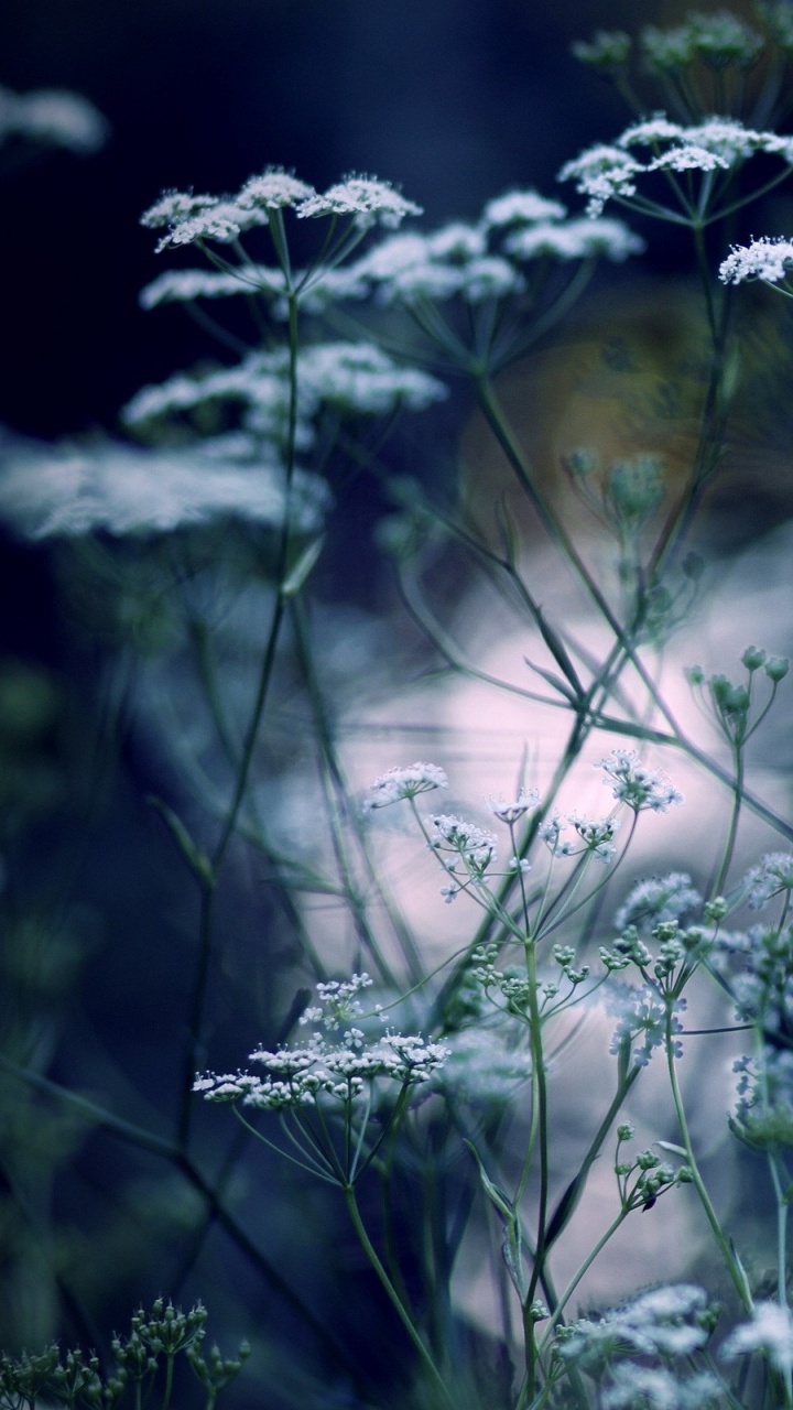 White Flowers With Green Leaves. Wallpaper in 720x1280 Resolution