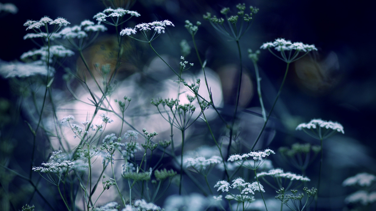 Flores Blancas Con Hojas Verdes. Wallpaper in 1280x720 Resolution