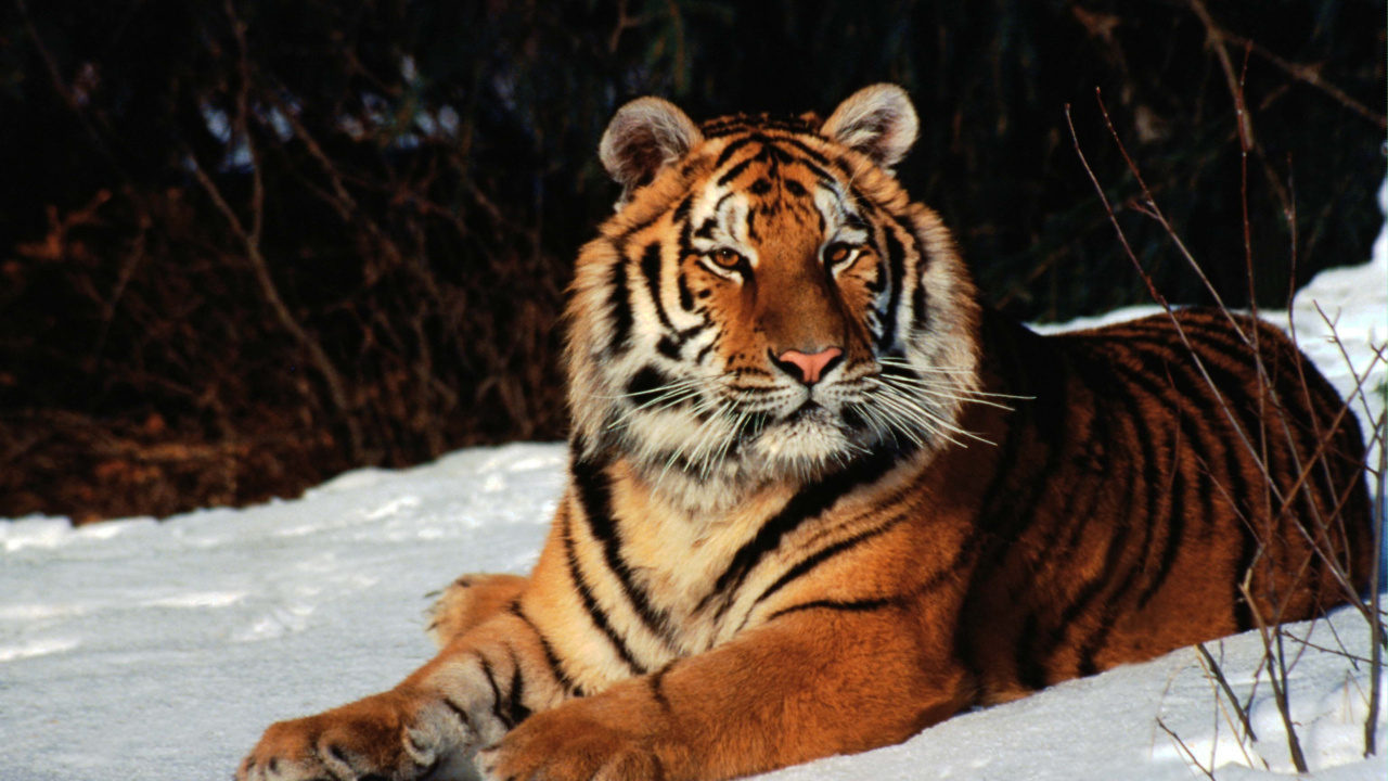 Tigre Brun et Noir Allongé Sur un Sol Couvert de Neige Pendant la Journée. Wallpaper in 1280x720 Resolution