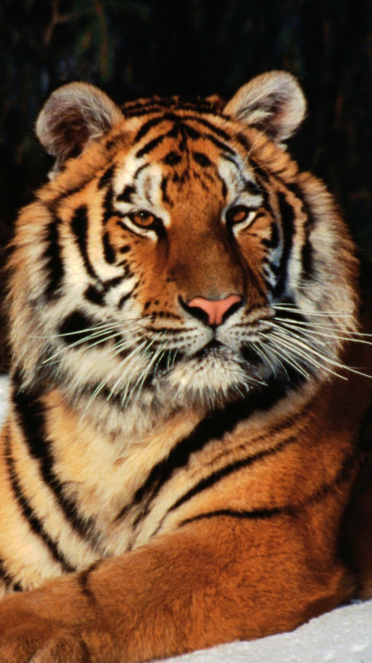 Tigre Marrón y Negro Tumbado en el Suelo Cubierto de Nieve Durante el Día. Wallpaper in 750x1334 Resolution