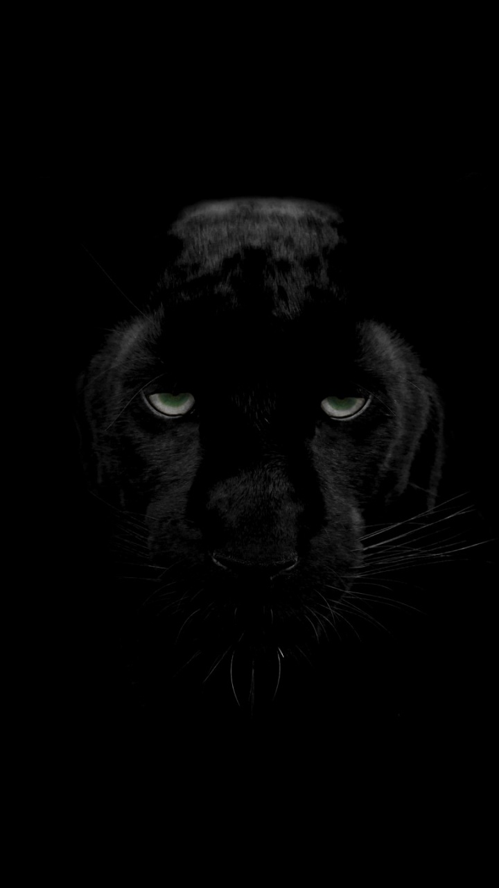 Chat Noir Aux Yeux Bleus. Wallpaper in 720x1280 Resolution