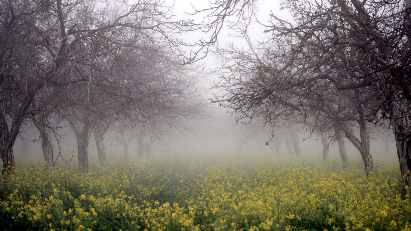 Champ de Fleurs Jaunes Avec Des Arbres Nus. Wallpaper in 1366x768 Resolution