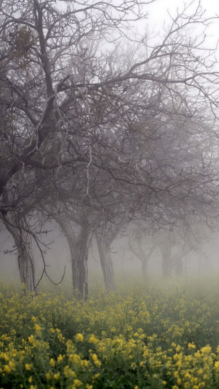 Yellow Flower Field With Bare Trees. Wallpaper in 750x1334 Resolution