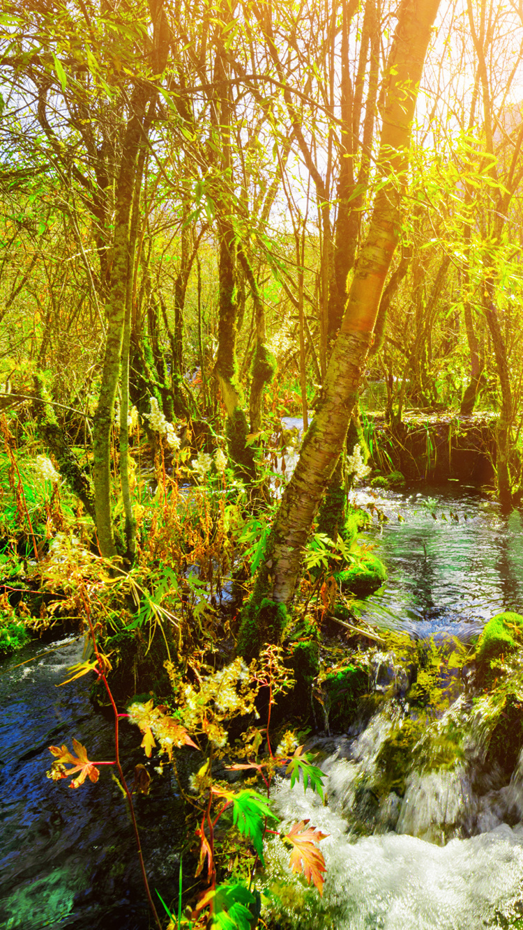 Rivière au Milieu de la Forêt Pendant la Journée. Wallpaper in 750x1334 Resolution