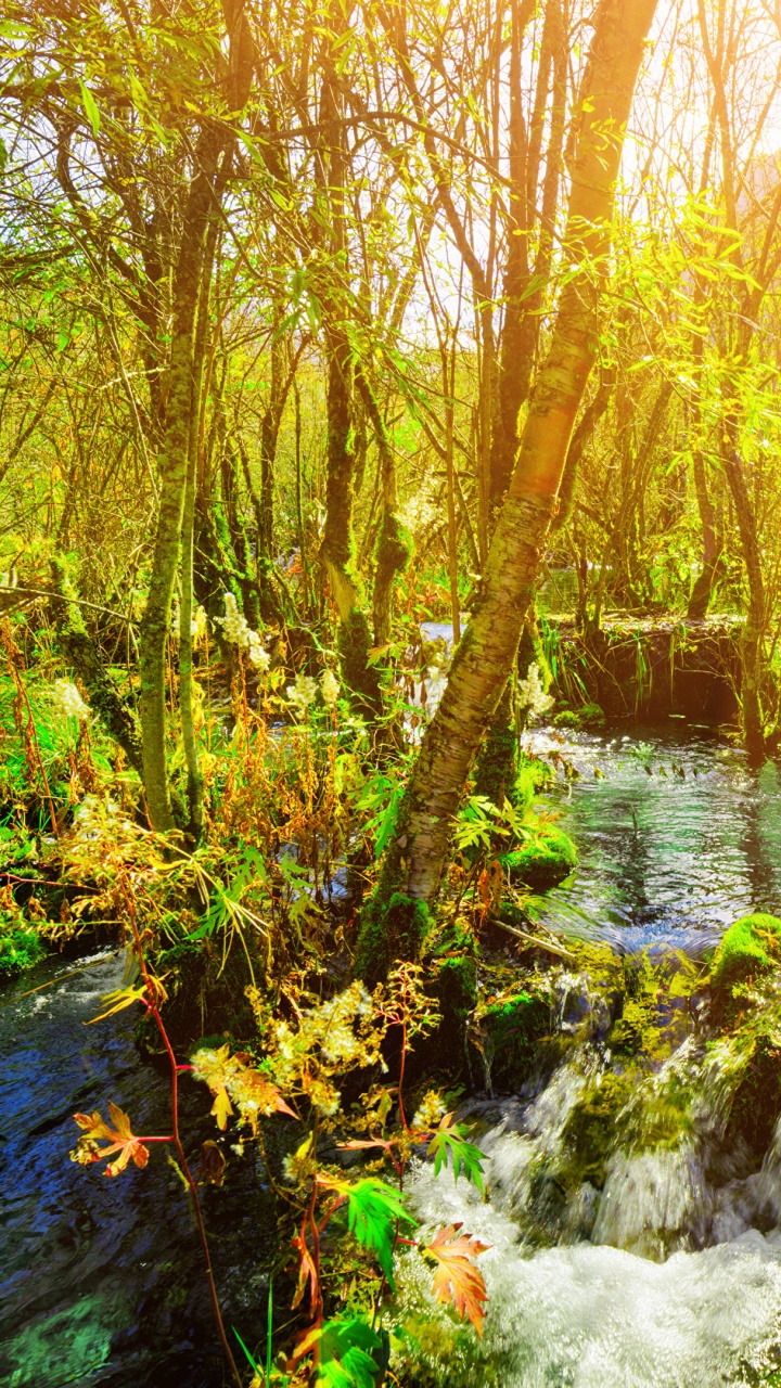 Fluss Mitten im Wald Tagsüber. Wallpaper in 720x1280 Resolution