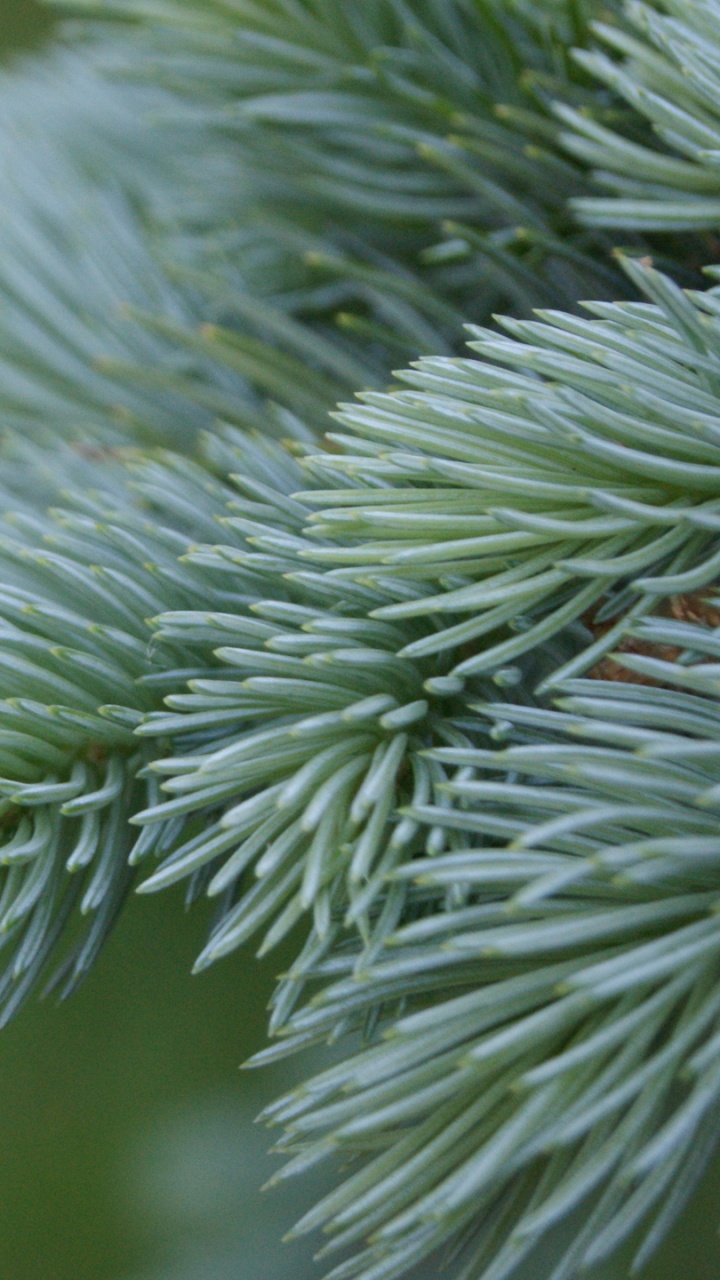 Plante Verte en Gros Plan. Wallpaper in 720x1280 Resolution