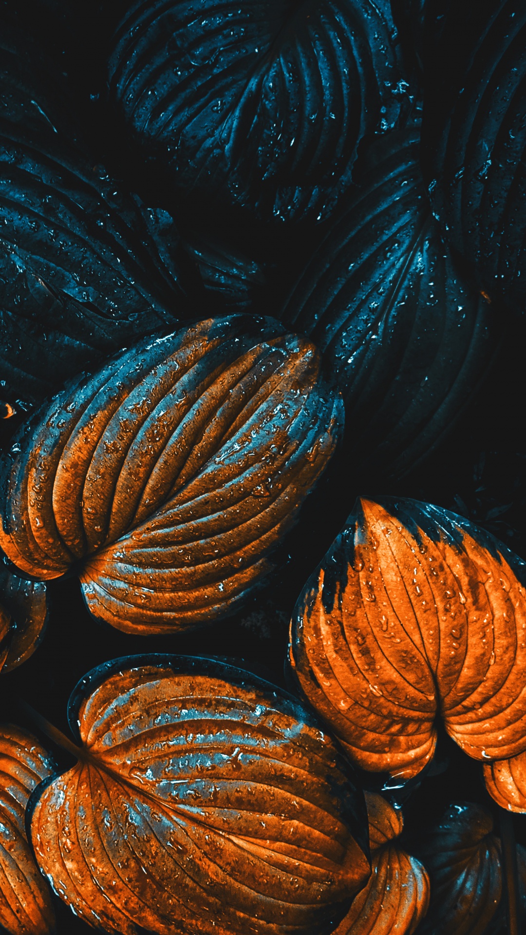 Apple, IOS, de Teintes et de Nuances, Gaz, Fermer. Wallpaper in 1080x1920 Resolution