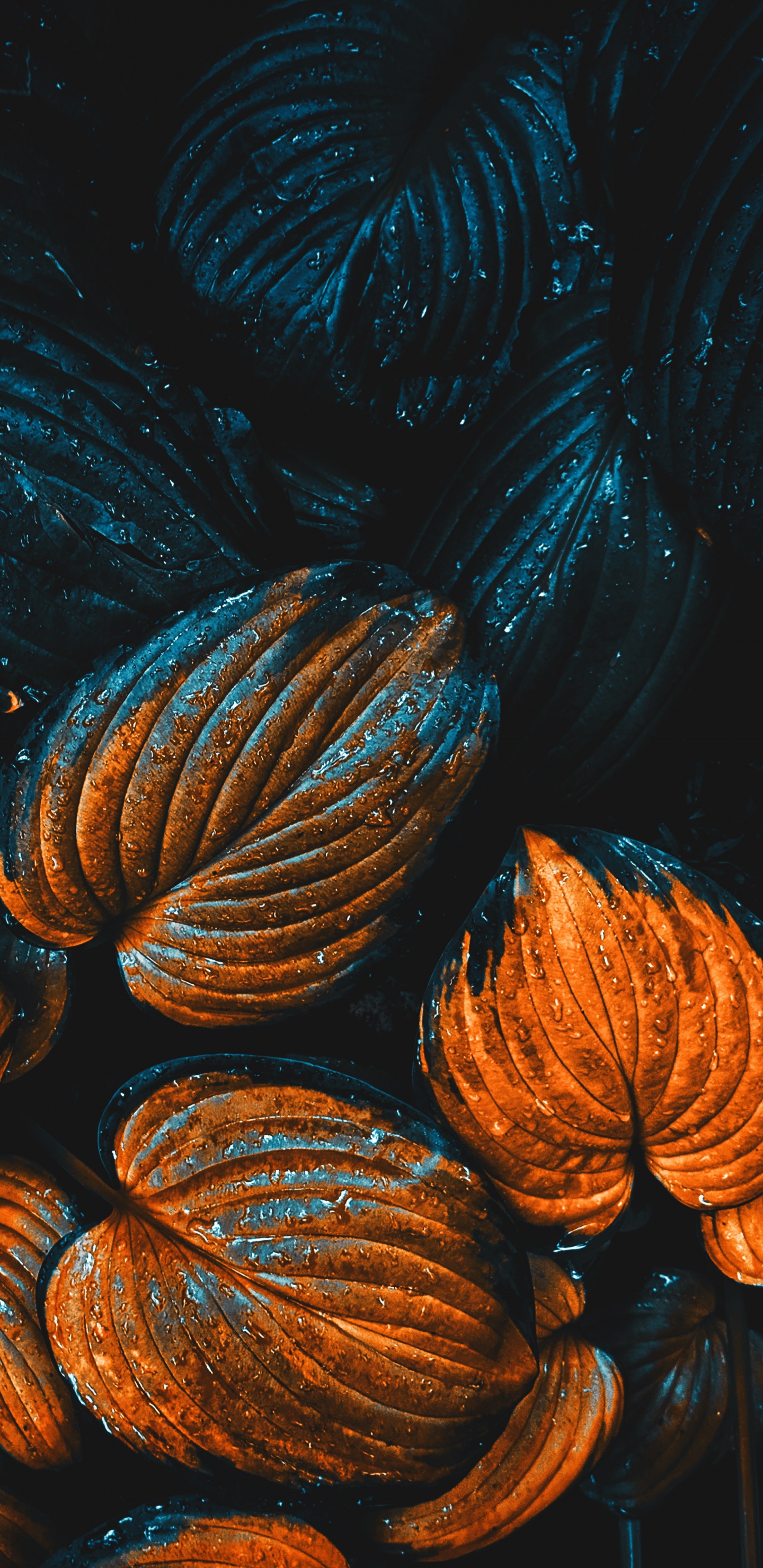 Apples, Ios, Tints and Shades, Electric Blue, Gas. Wallpaper in 1440x2960 Resolution