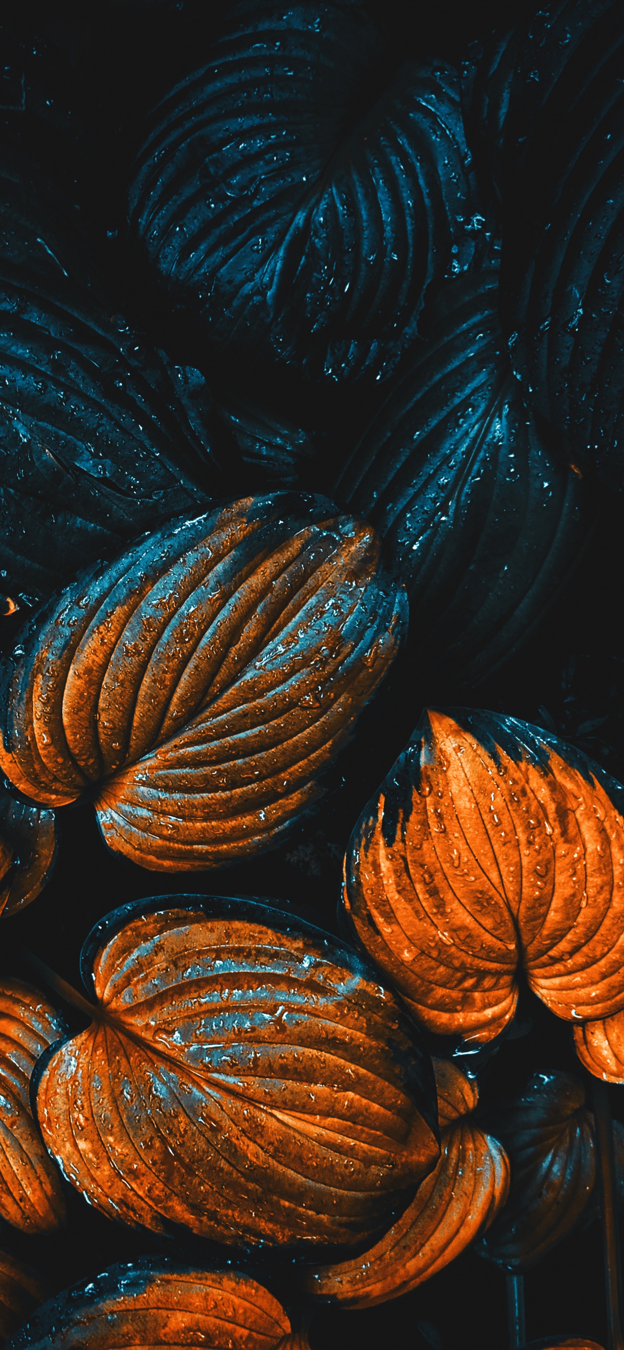 Manzana, Ios, Tintes y Matices, Gas, de Cerca. Wallpaper in 1242x2688 Resolution