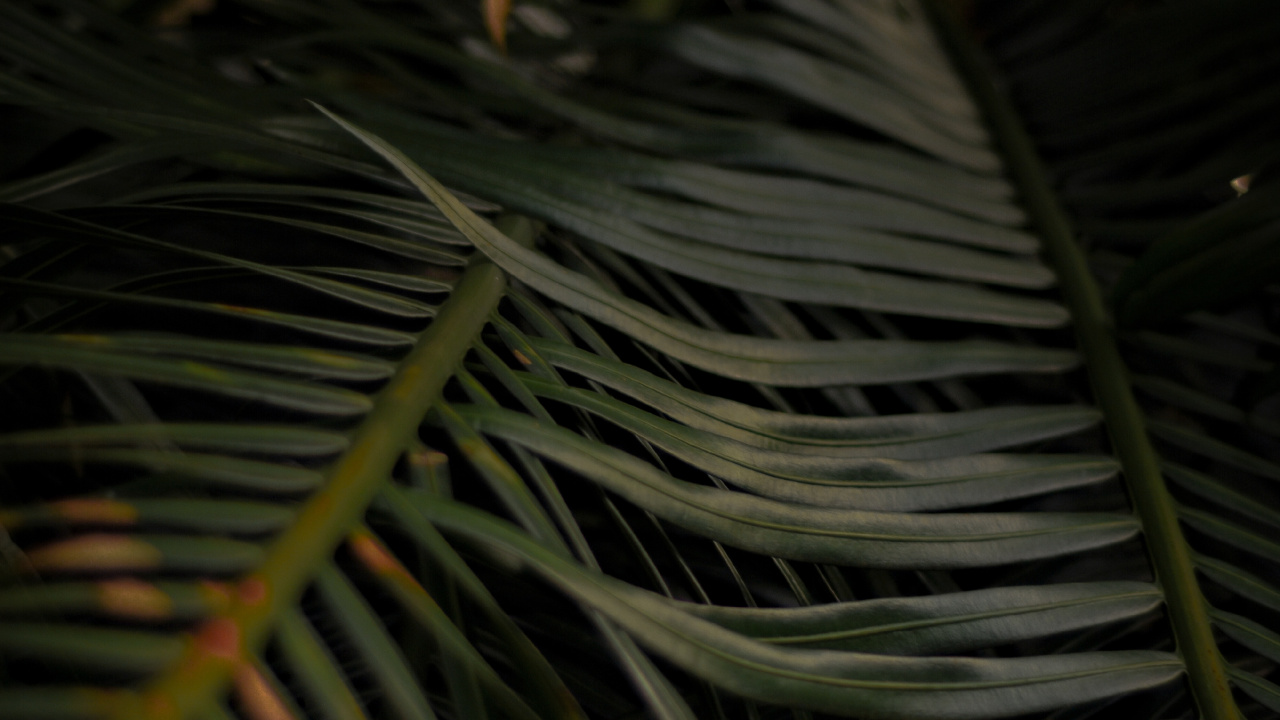 Zweig, Baum, Blatt, Holz, Arecales. Wallpaper in 1280x720 Resolution