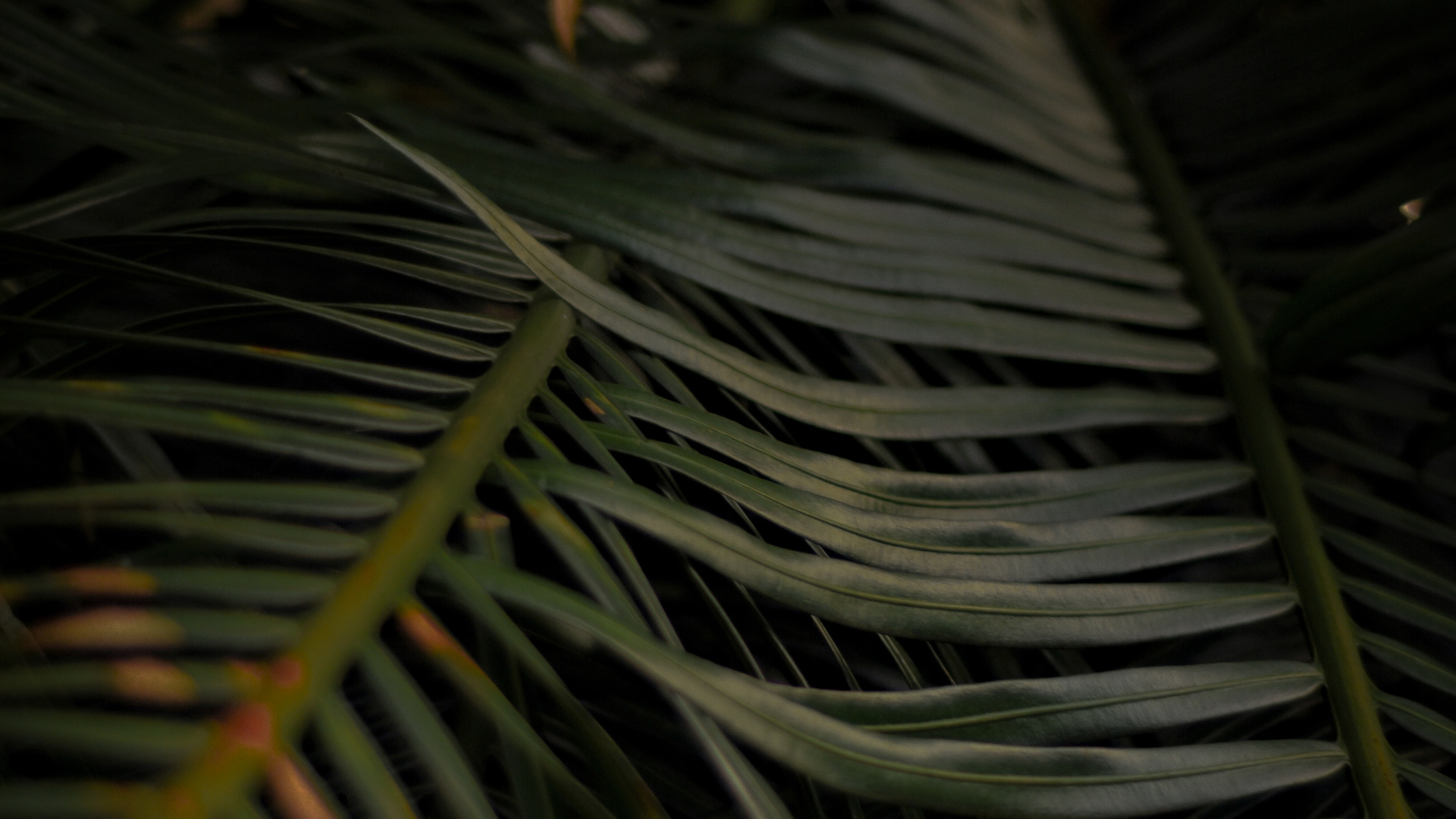 Rameau, Feuille, Obscurité, Arecales, Fermer. Wallpaper in 1920x1080 Resolution