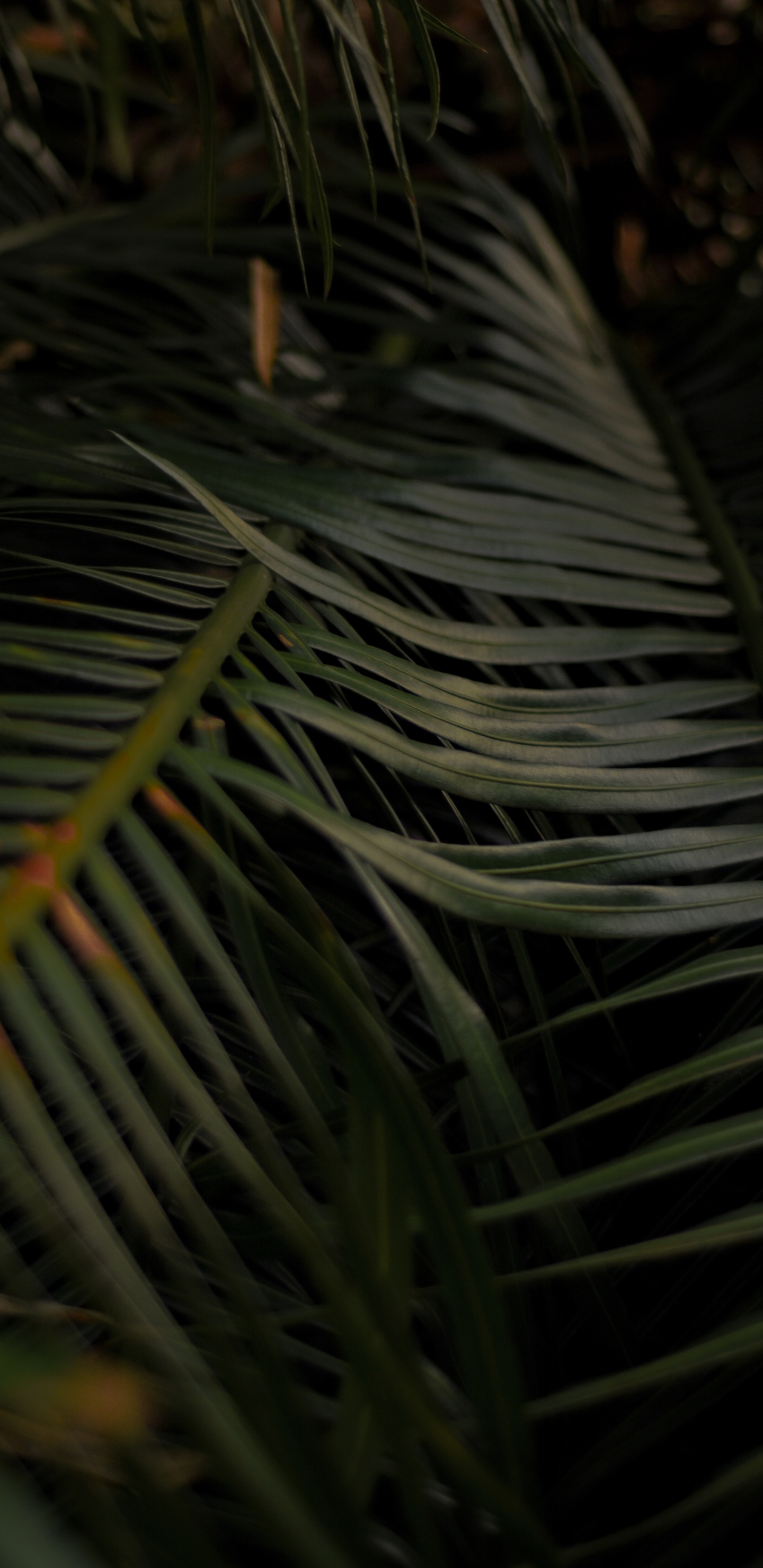 Twig, Tree, Leaf, Plant, Palm Tree. Wallpaper in 1440x2960 Resolution