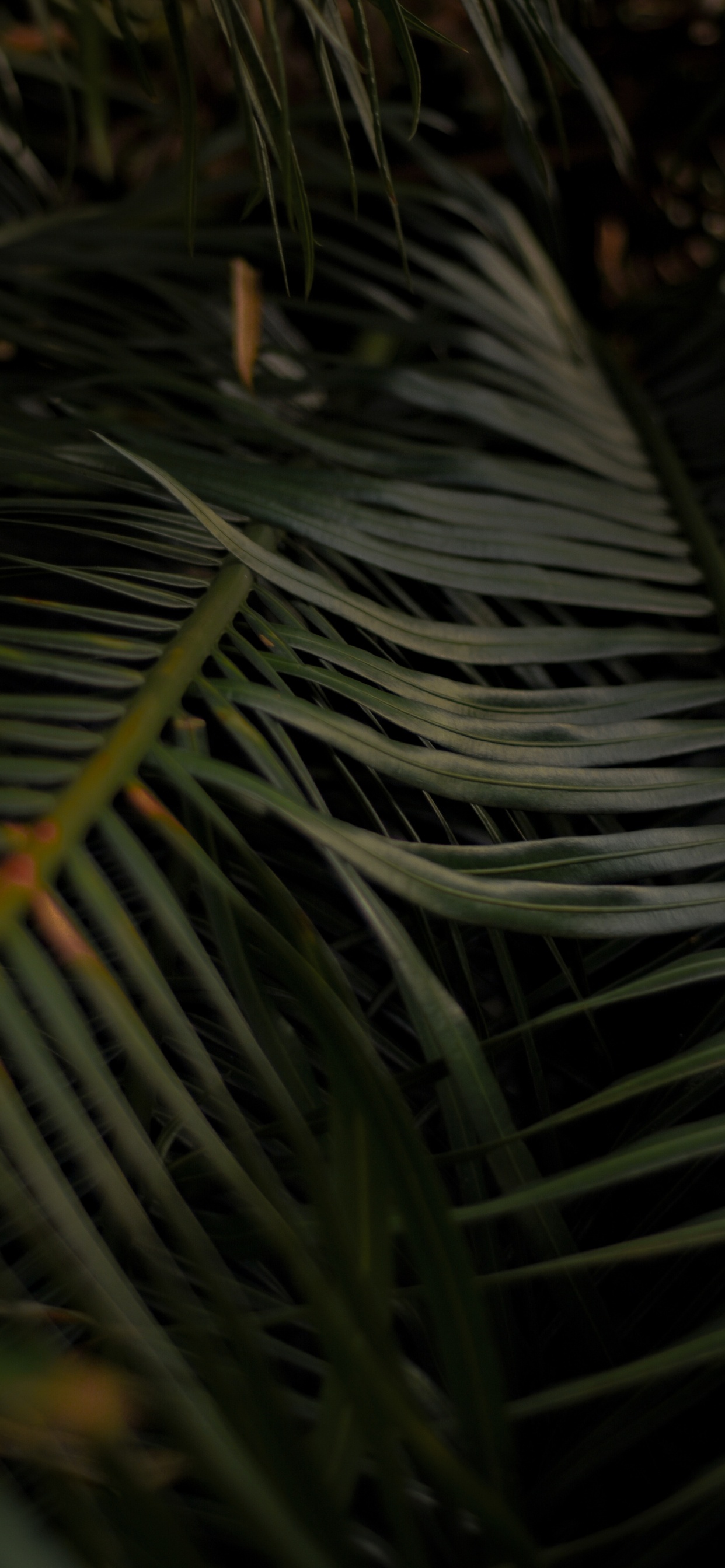 Ramita, Madera, Arecales, de Cerca. Wallpaper in 1242x2688 Resolution