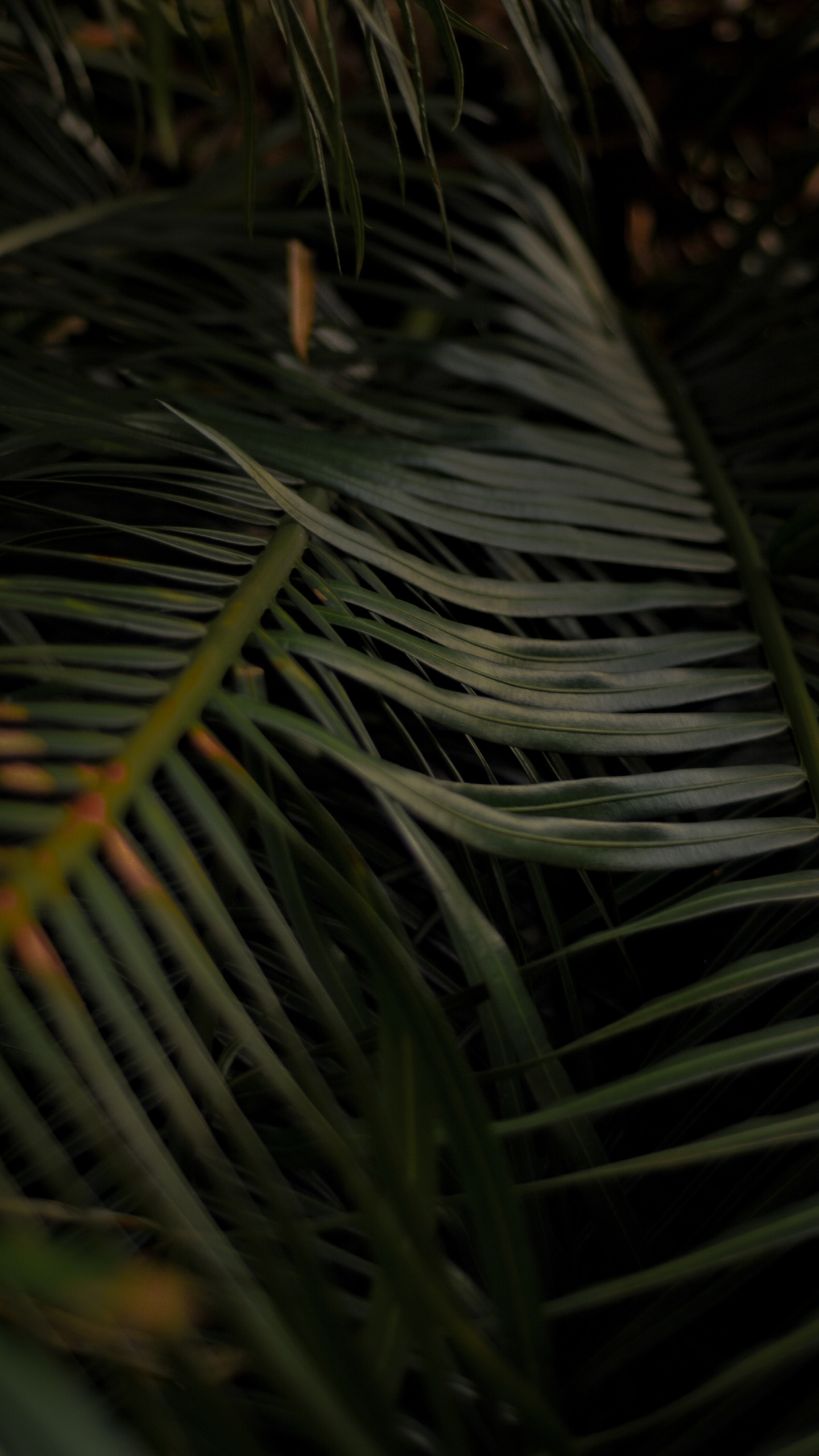 Ramita, Madera, Arecales, de Cerca. Wallpaper in 1440x2560 Resolution