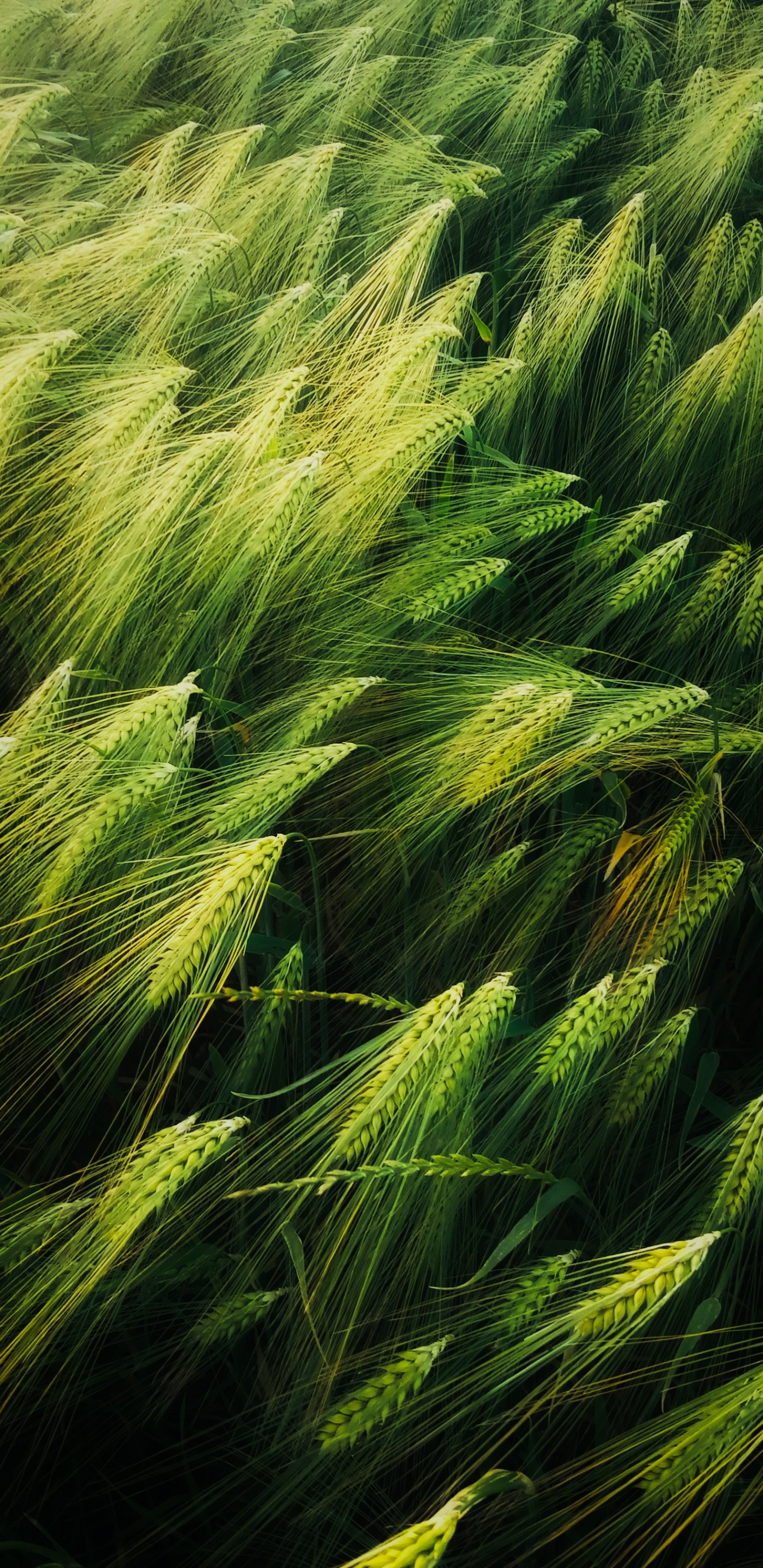 Illustration, Art, Bonne, Plante Terrestre, Végétation. Wallpaper in 1440x2960 Resolution