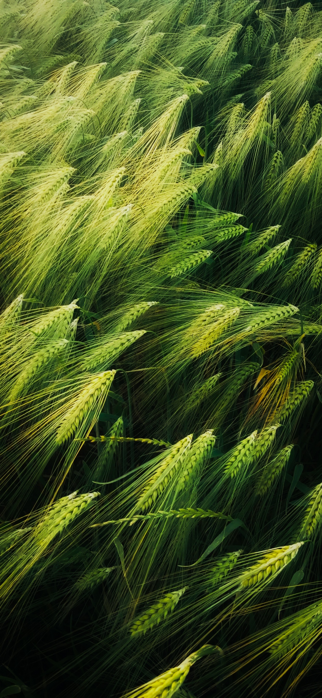 Illustration, Art, Good, Plant, Terrestrial Plant. Wallpaper in 1125x2436 Resolution