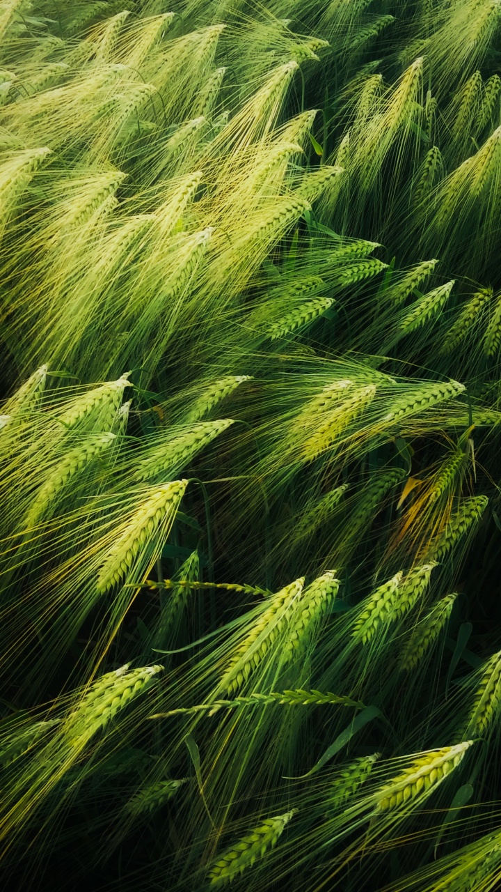 Illustration, Art, Good, Plant, Terrestrial Plant. Wallpaper in 720x1280 Resolution