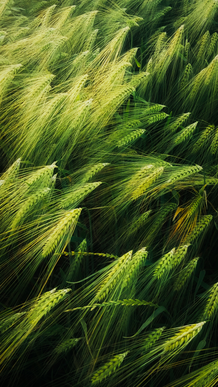 Illustration, Art, Good, Plant, Terrestrial Plant. Wallpaper in 750x1334 Resolution