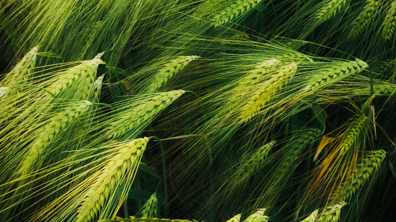 Illustration, Kunst, Gut, Terrestrische Pflanzen, Vegetation. Wallpaper in 1280x720 Resolution