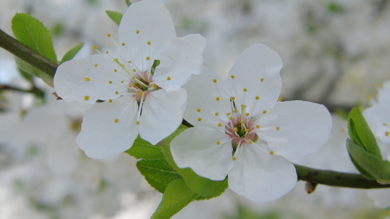 White 5 Petaled Flower in Close up Photography. Wallpaper in 1280x720 Resolution