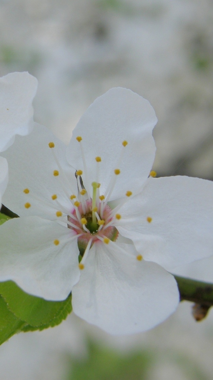 White 5 Petaled Flower in Close up Photography. Wallpaper in 720x1280 Resolution
