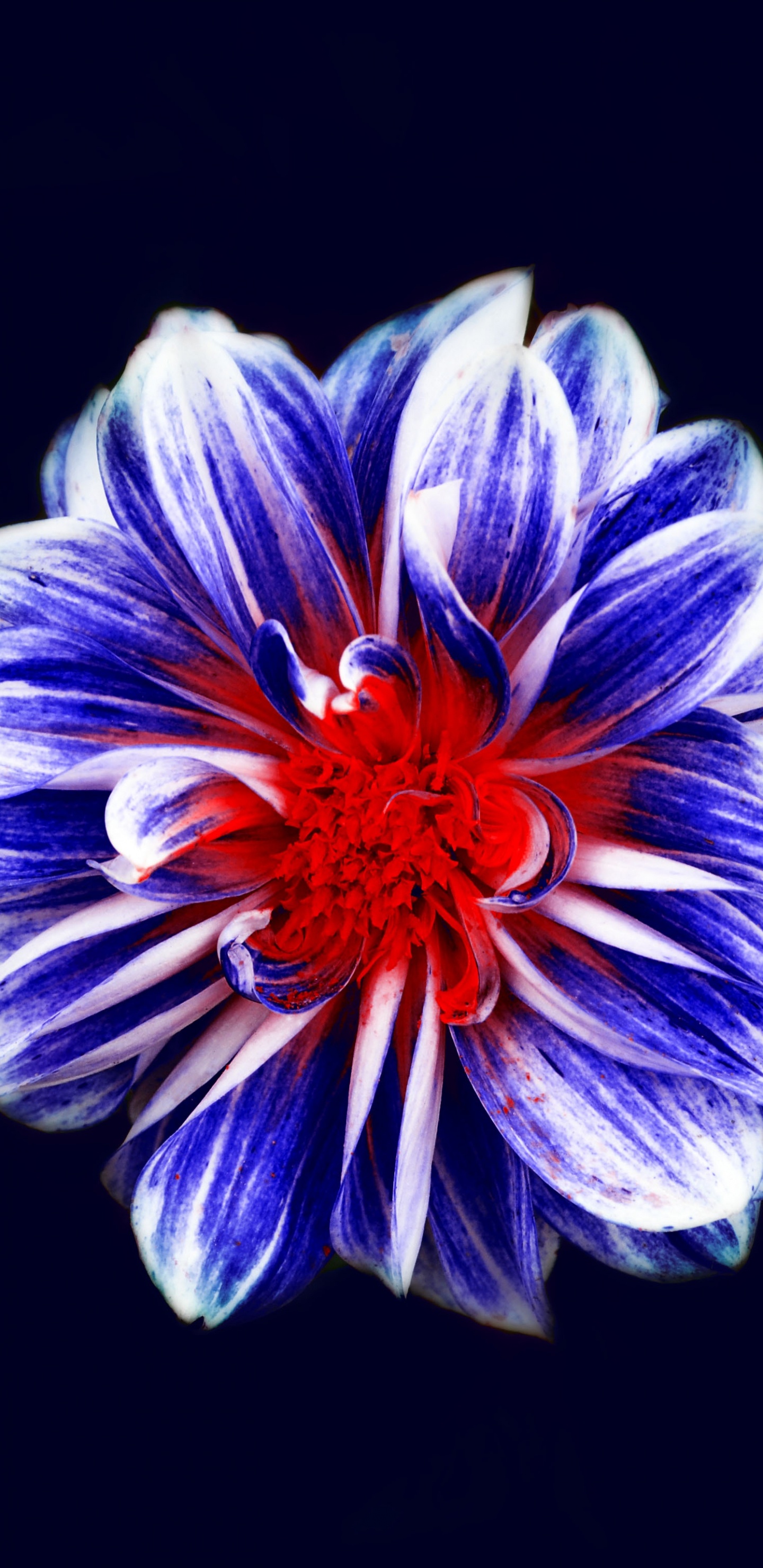 Fleur Violette et Blanche Sur Fond Noir. Wallpaper in 1440x2960 Resolution