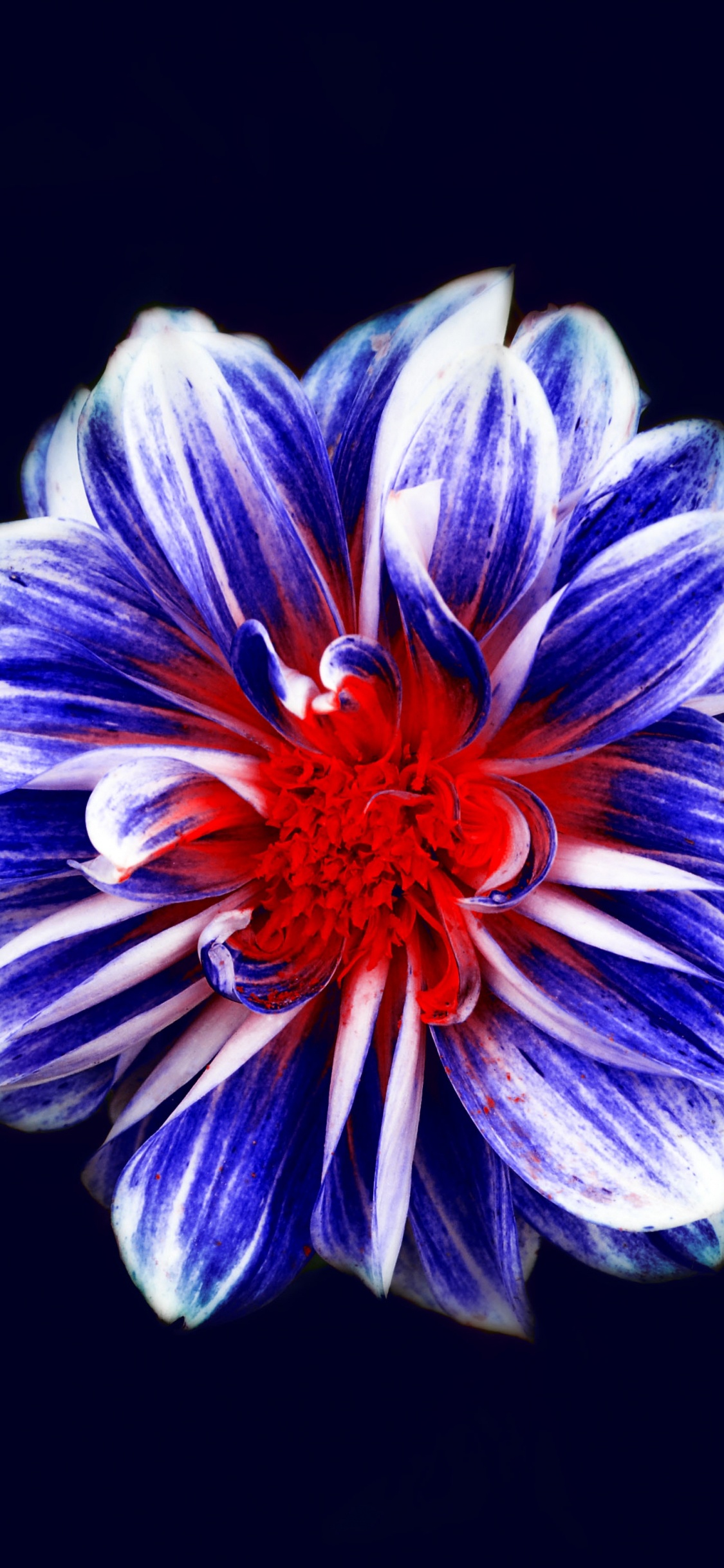 Purple and White Flower in Black Background. Wallpaper in 1125x2436 Resolution