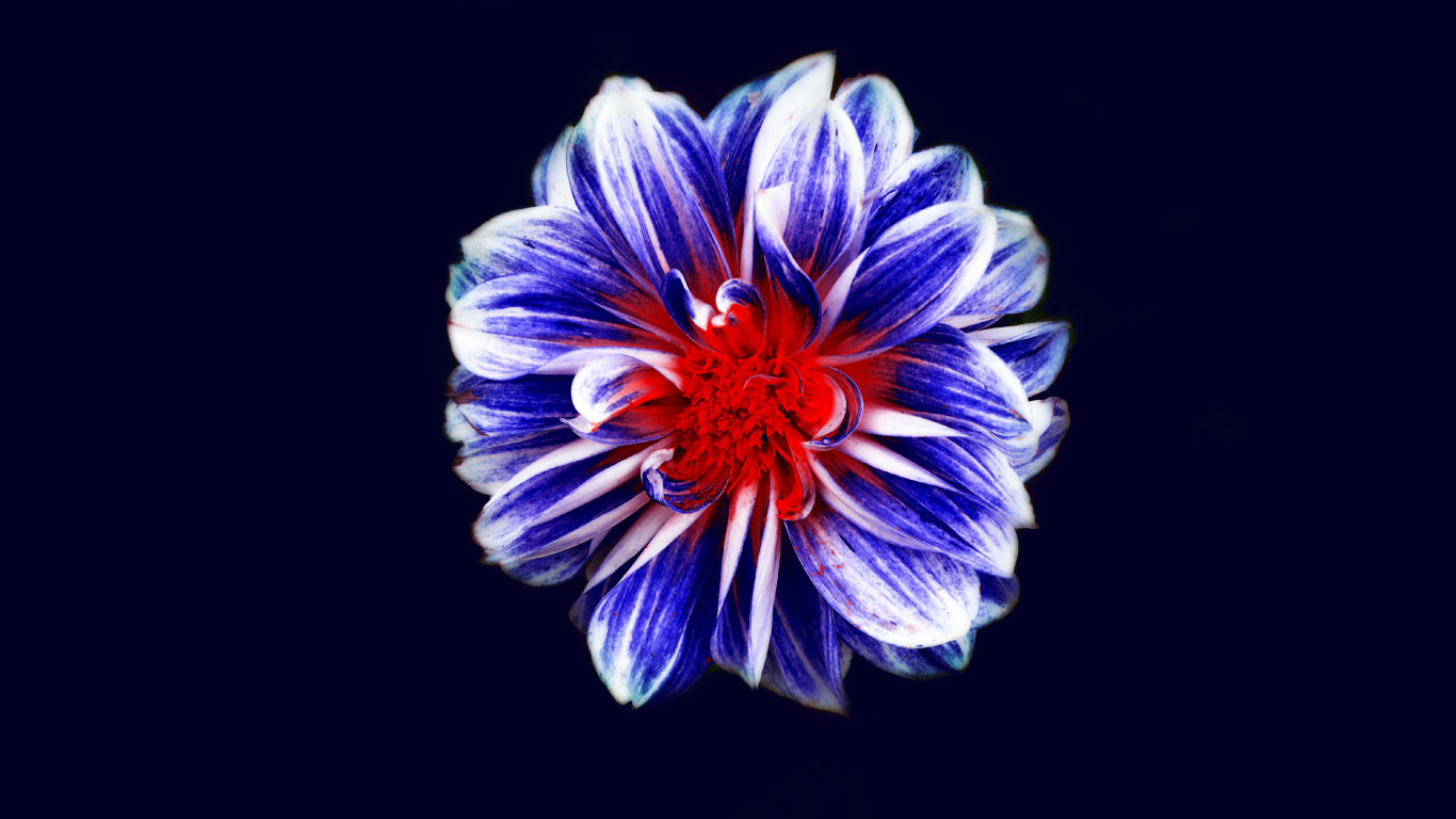 Purple and White Flower in Black Background. Wallpaper in 1366x768 Resolution