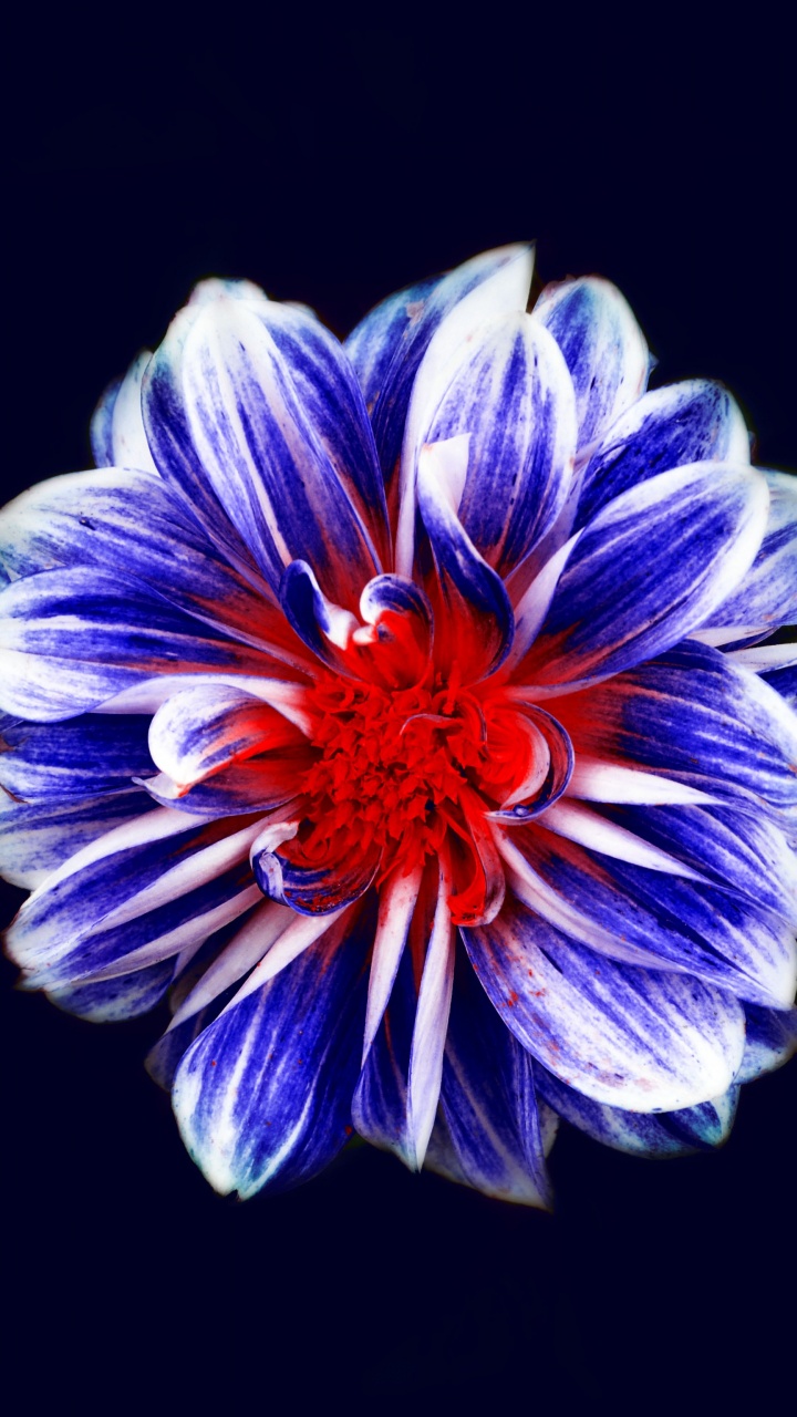 Purple and White Flower in Black Background. Wallpaper in 720x1280 Resolution