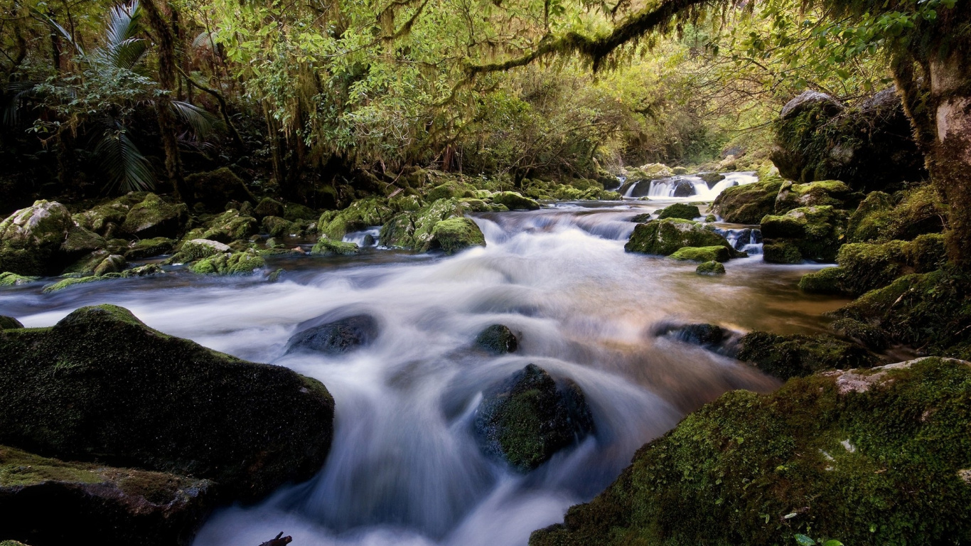 River in The Middle of Forest During Daytime. Wallpaper in 1366x768 Resolution