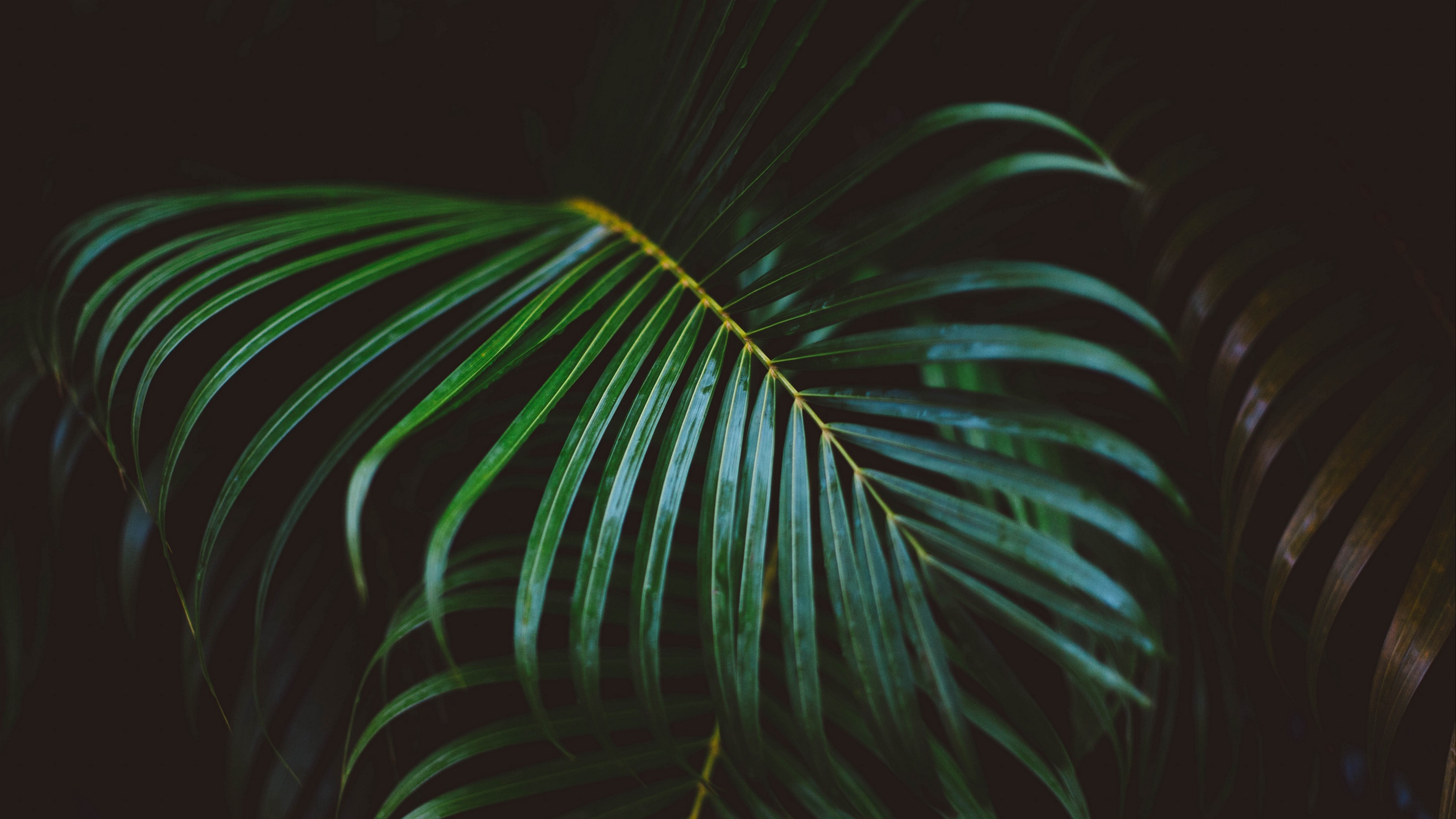 Green Palm Plant During Night Time. Wallpaper in 2560x1440 Resolution