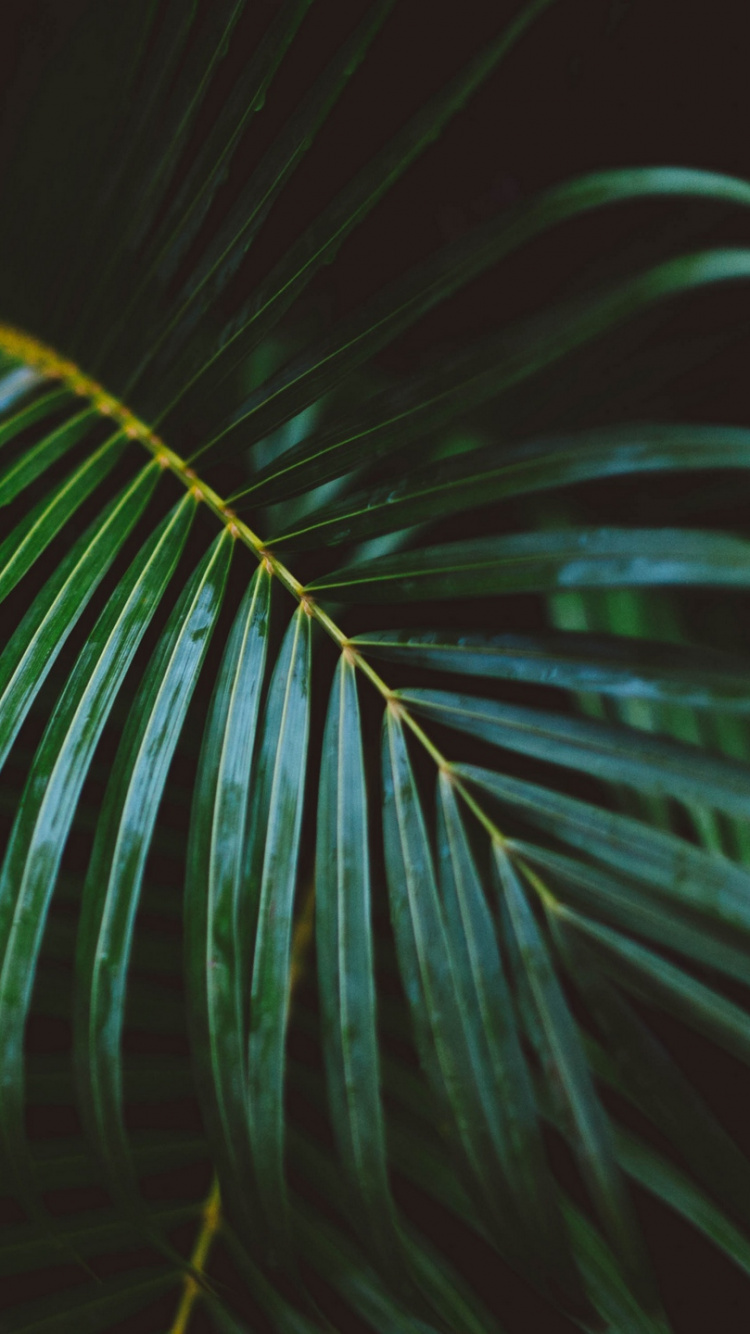 Green Palm Plant During Night Time. Wallpaper in 750x1334 Resolution