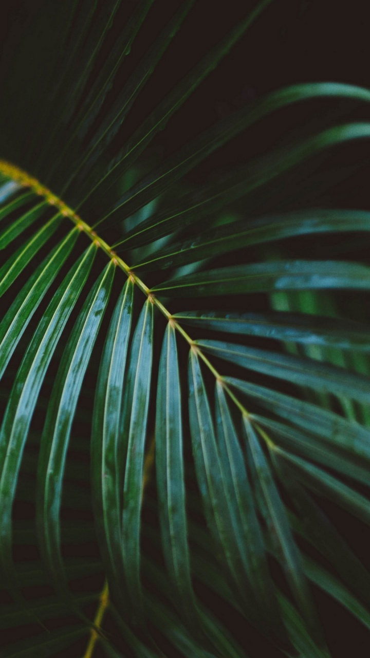 Planta de Palma Verde Durante la Noche. Wallpaper in 720x1280 Resolution