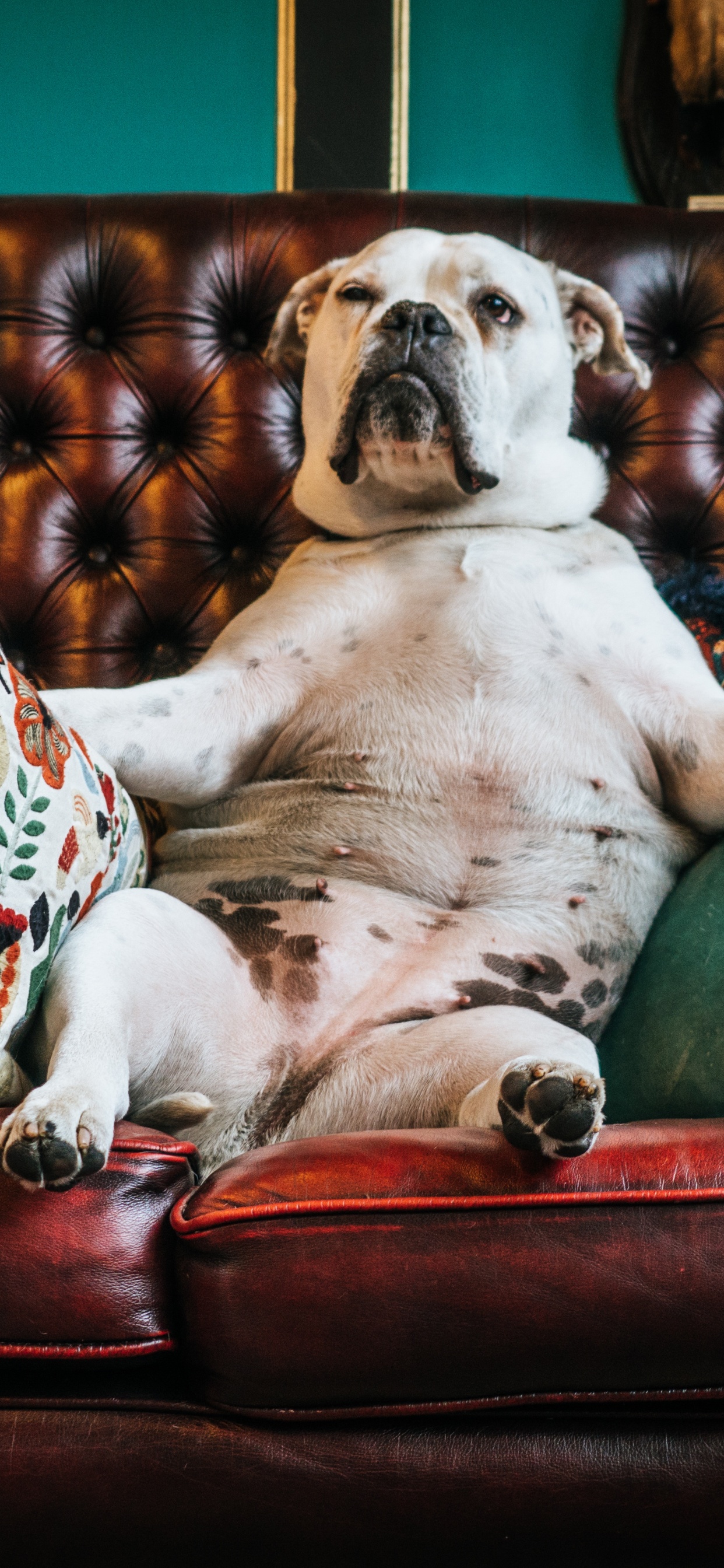 White and Black Short Coated Dog on Red and White Floral Throw Pillow on Red Sofa. Wallpaper in 1242x2688 Resolution