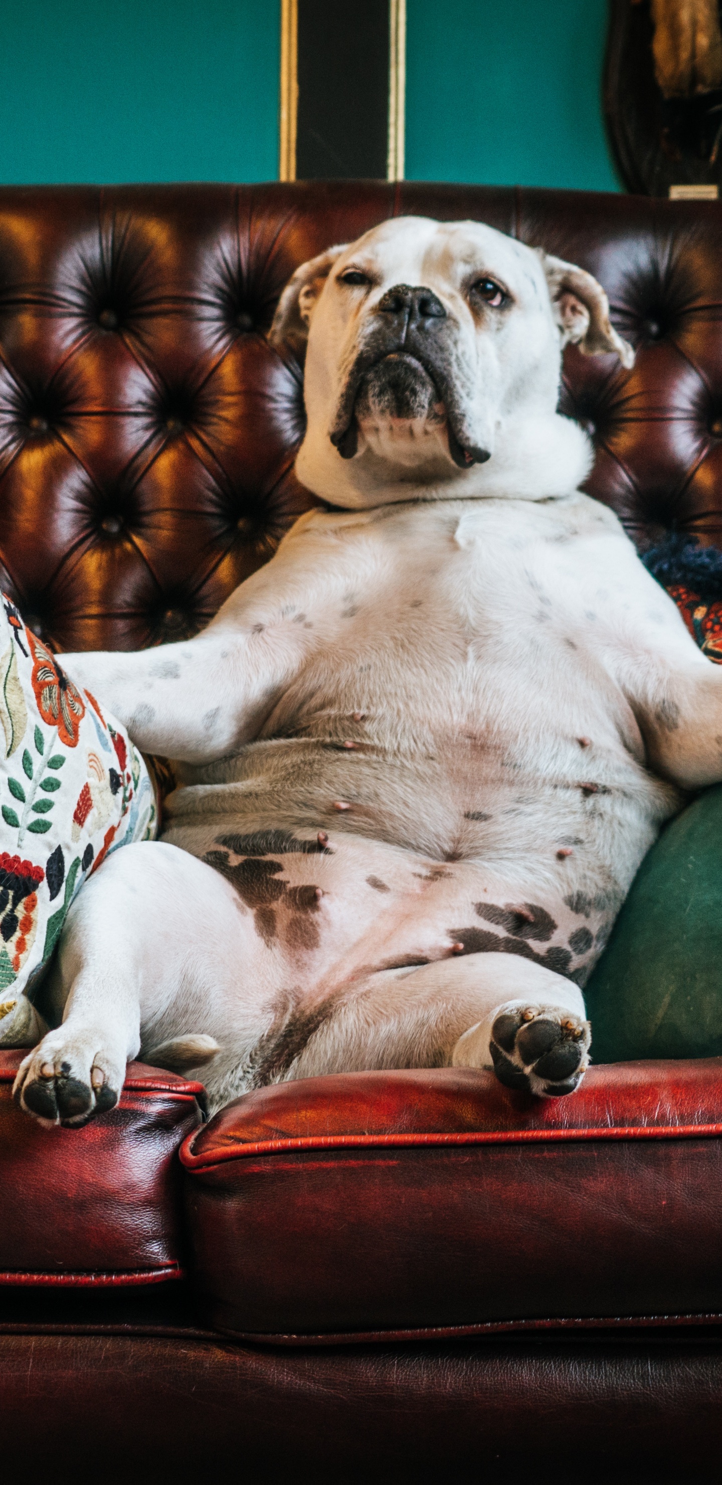 White and Black Short Coated Dog on Red and White Floral Throw Pillow on Red Sofa. Wallpaper in 1440x2960 Resolution