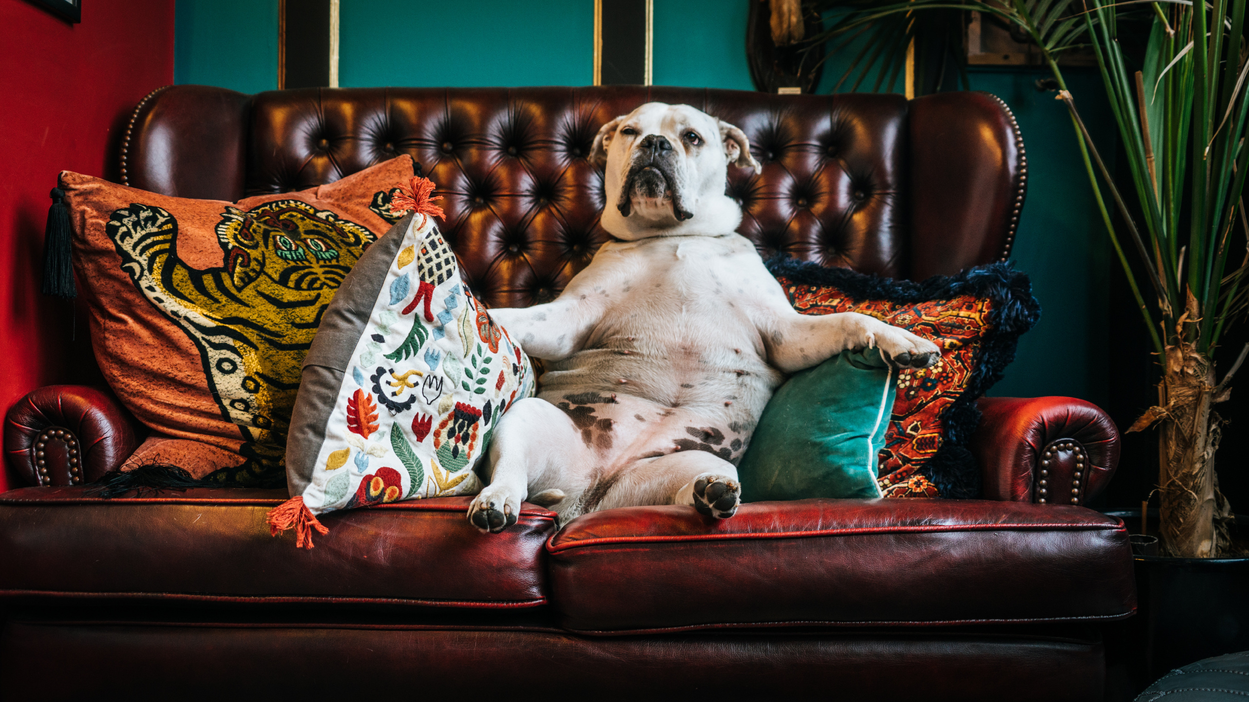 Weißer Und Schwarzer Kurzhaariger Hund Auf Rot-weißem Blumenkissen Auf Rotem Sofa. Wallpaper in 2560x1440 Resolution