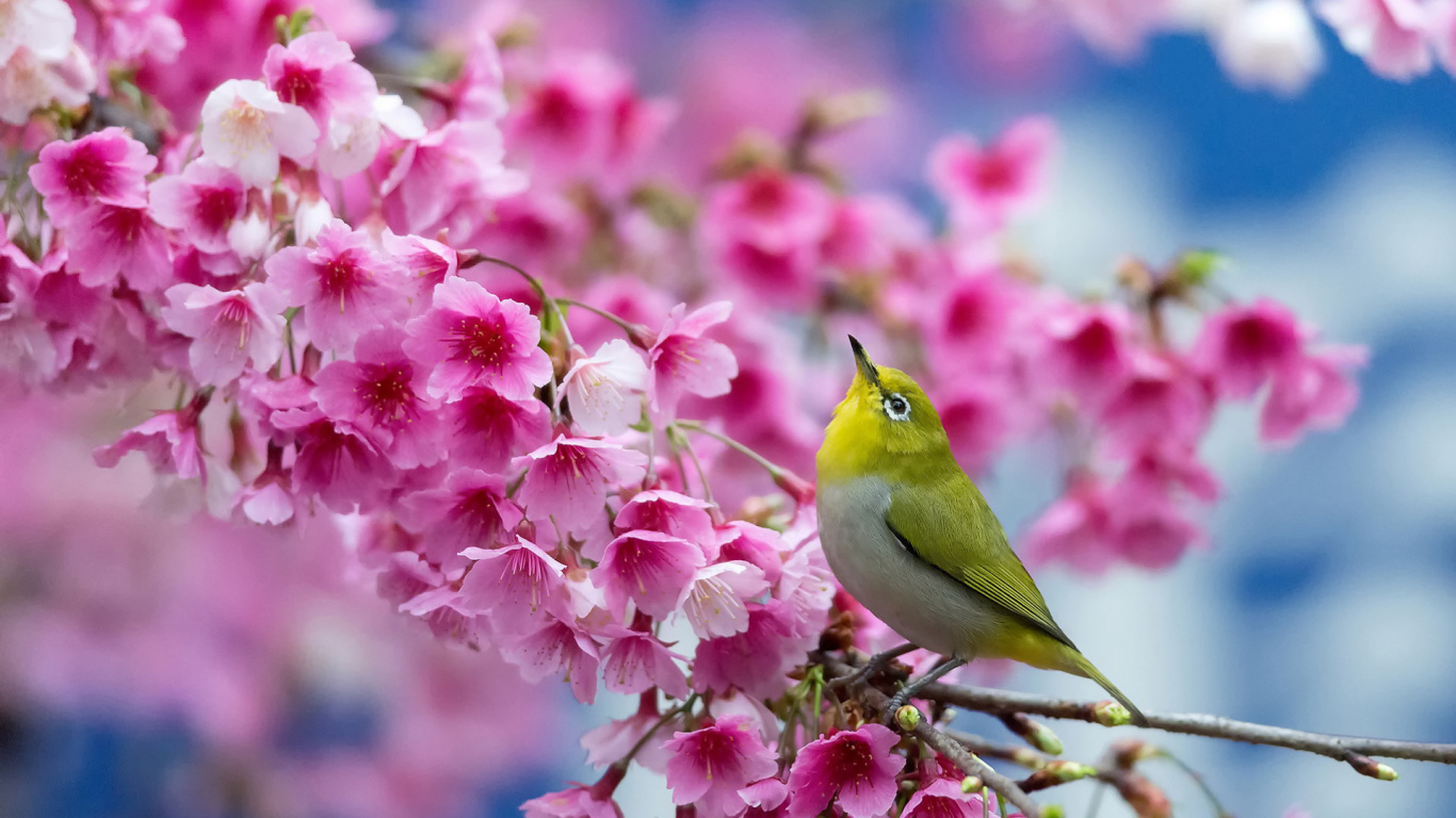 Spring, Bird, Flower, Plant, Branch. Wallpaper in 1366x768 Resolution