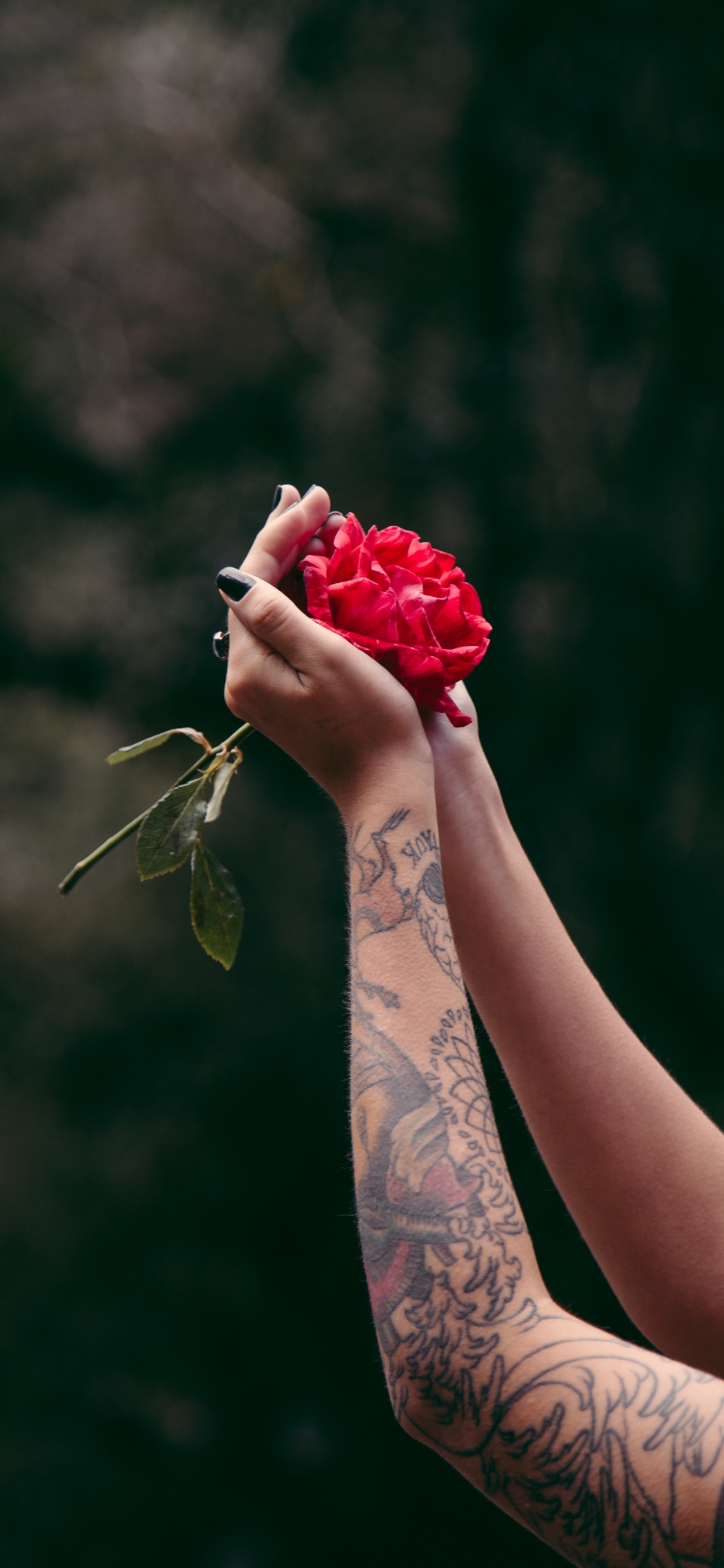 Persona Sosteniendo un Ramo de Rosas Rojas. Wallpaper in 1242x2688 Resolution