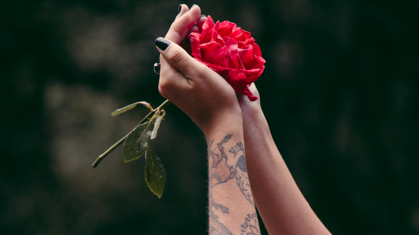 Persona Sosteniendo un Ramo de Rosas Rojas. Wallpaper in 1366x768 Resolution